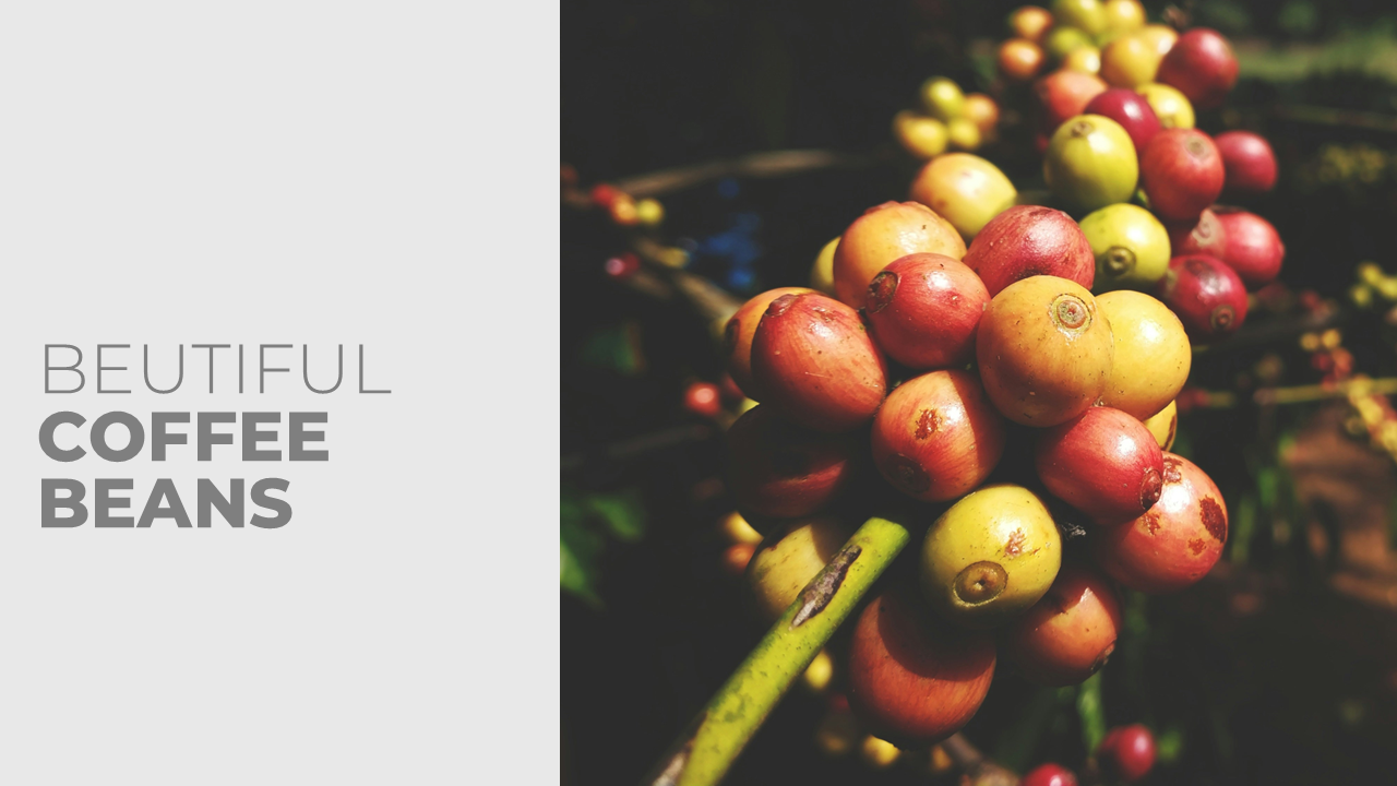 Barista Coffee - image 2 - student project