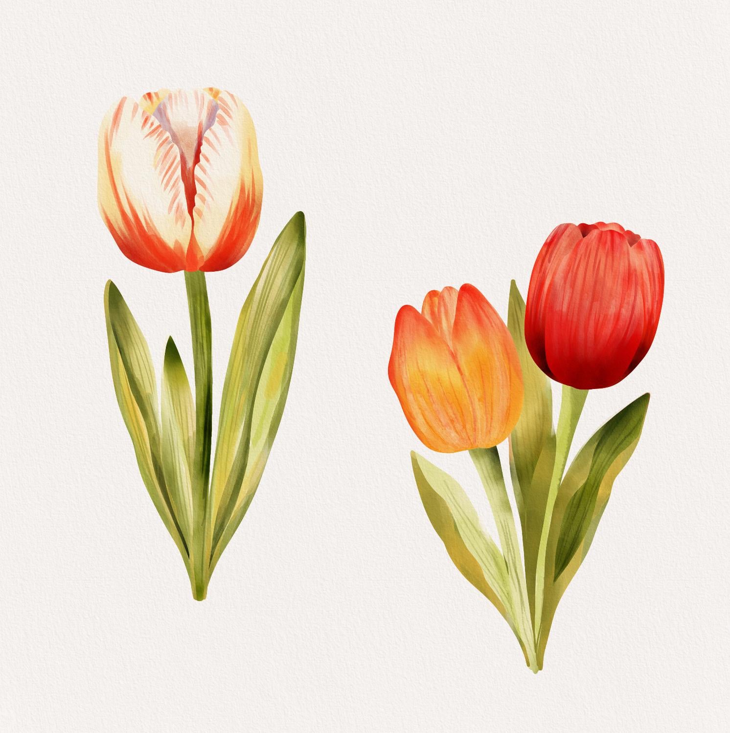 Watercolor tulips - image 1 - student project