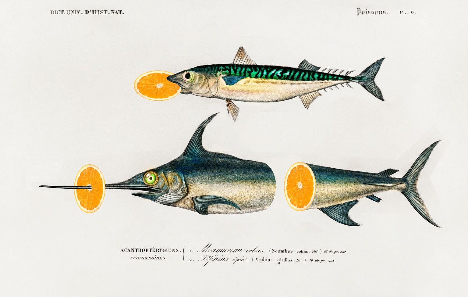 Two Mackerel with Orange Slices - image 1 - student project