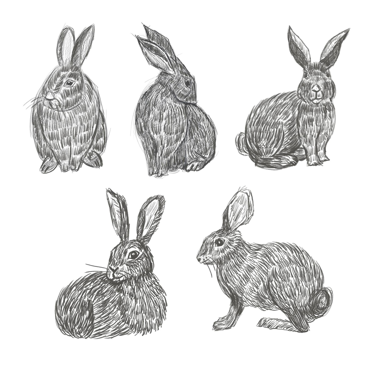 A bookworm Bunny - image 1 - student project