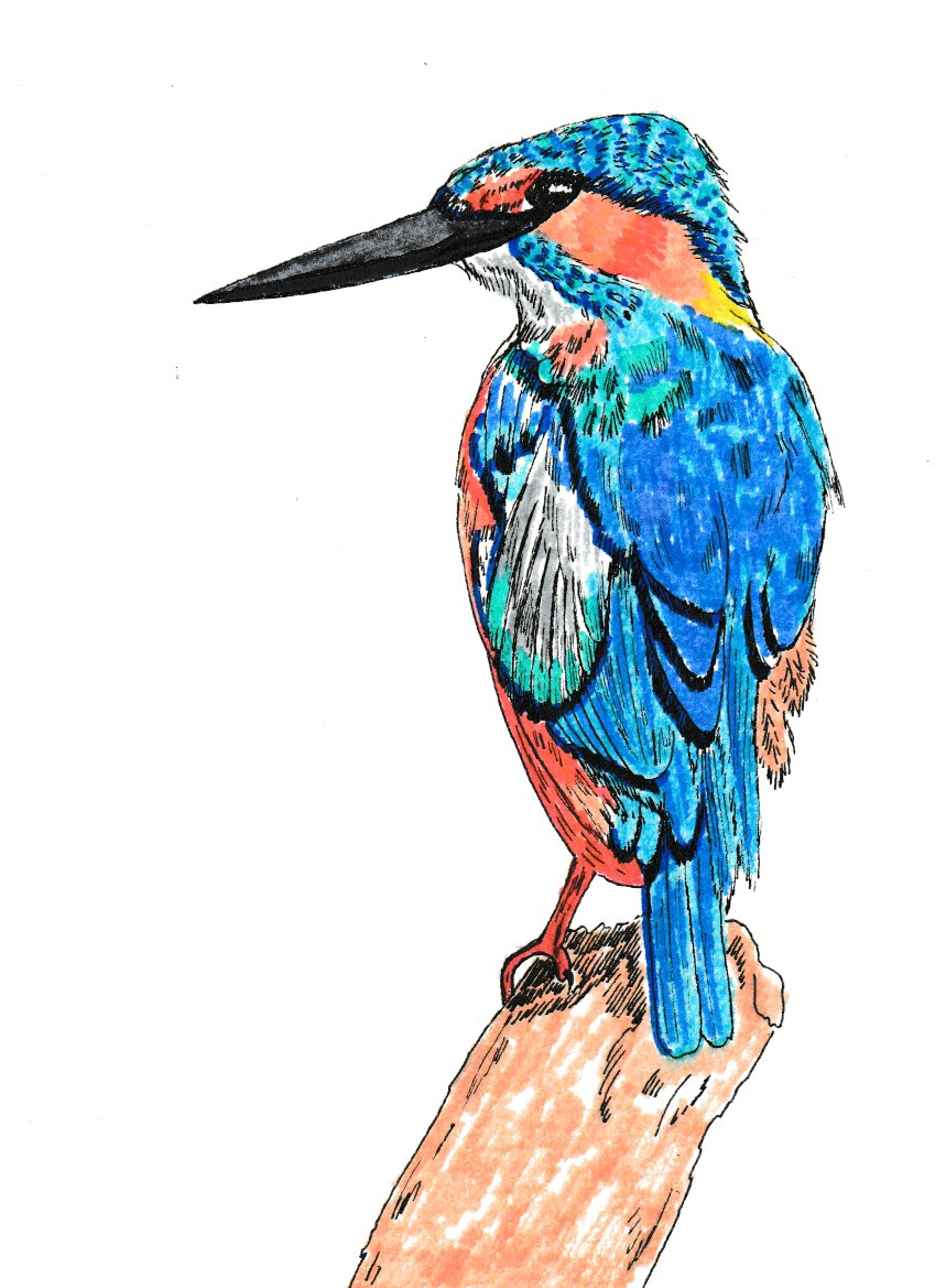 Kingfisher Illustration - image 2 - student project