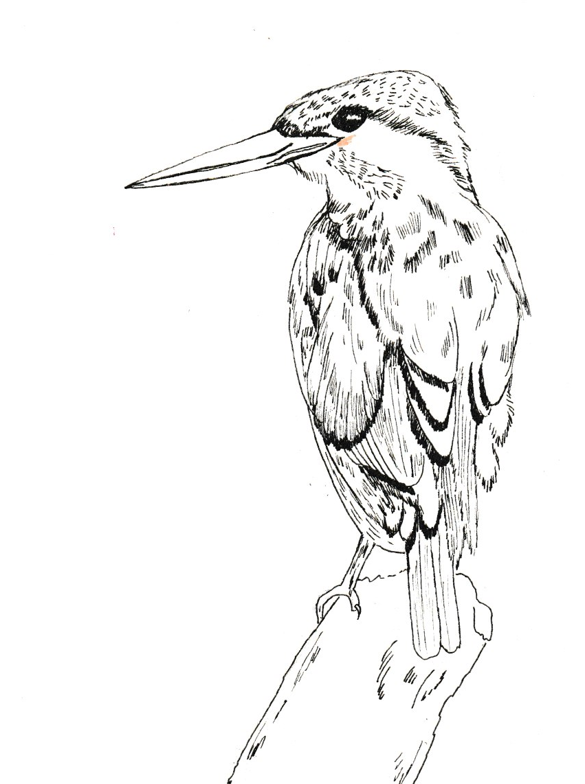 Kingfisher Illustration - image 1 - student project