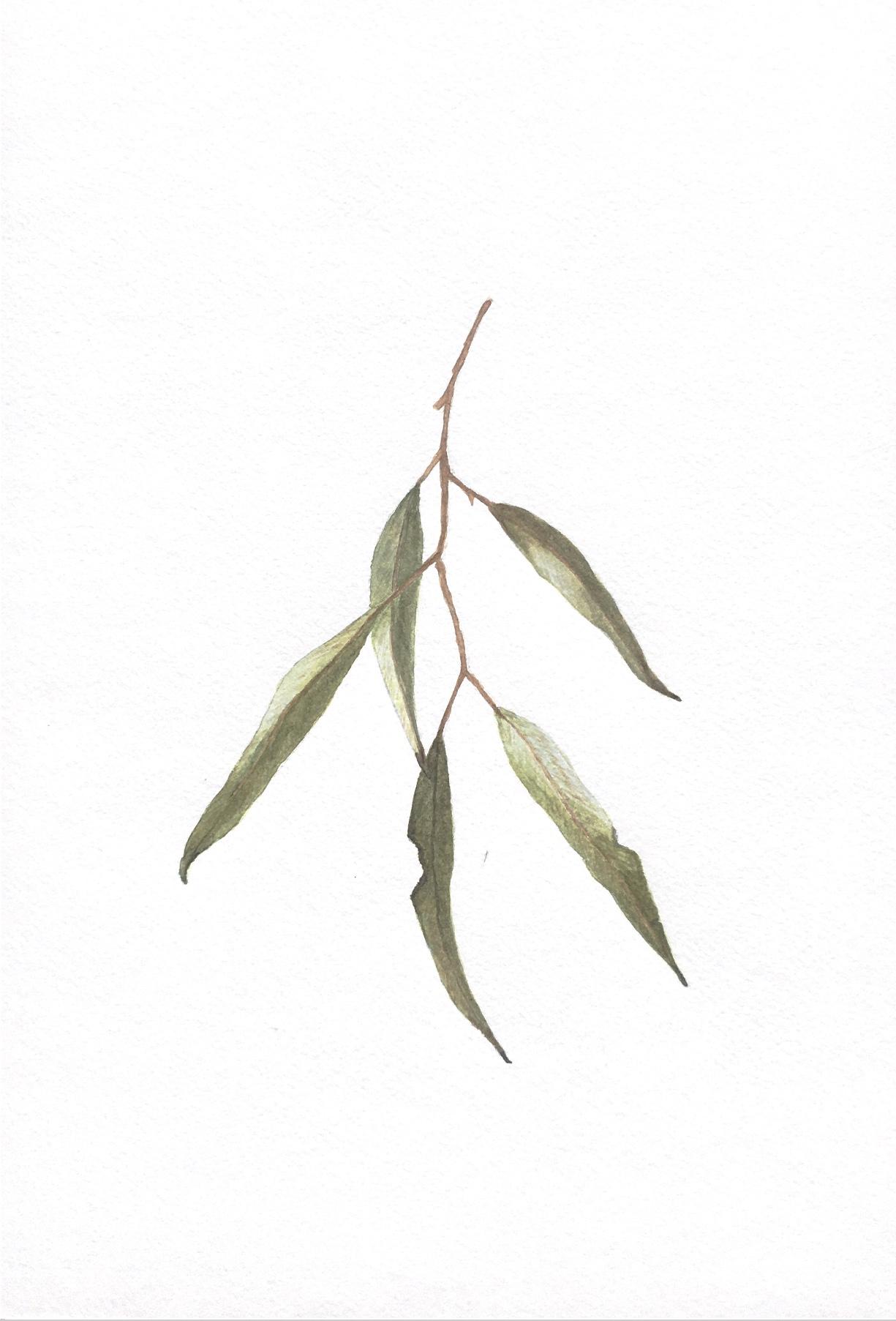 Eucalyptus Leaf - image 1 - student project