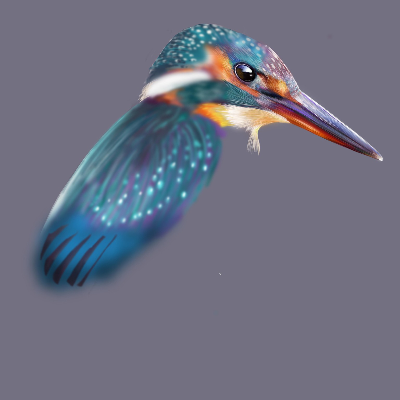 Kingfisher W.I.P - image 3 - student project