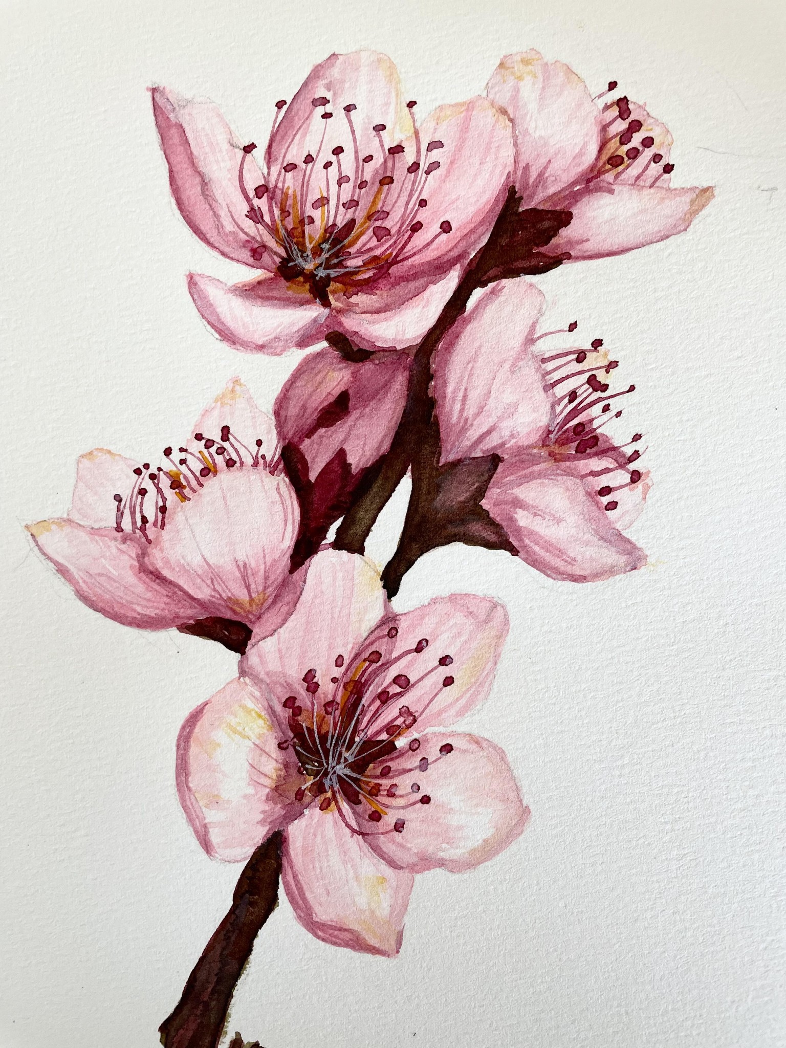 Cherry Blossom practice - image 1 - student project