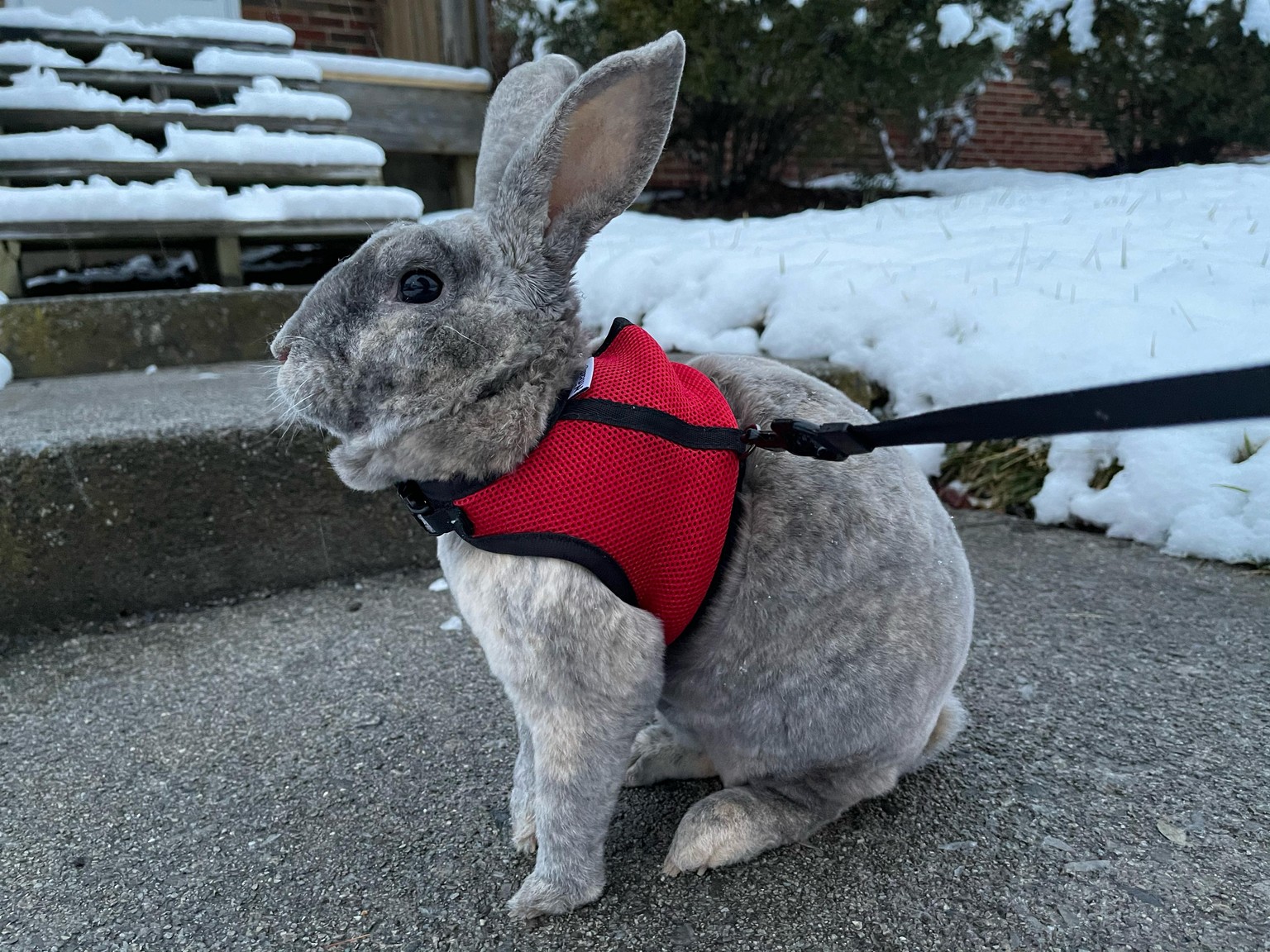 Drawing my bunny Ashur - image 1 - student project