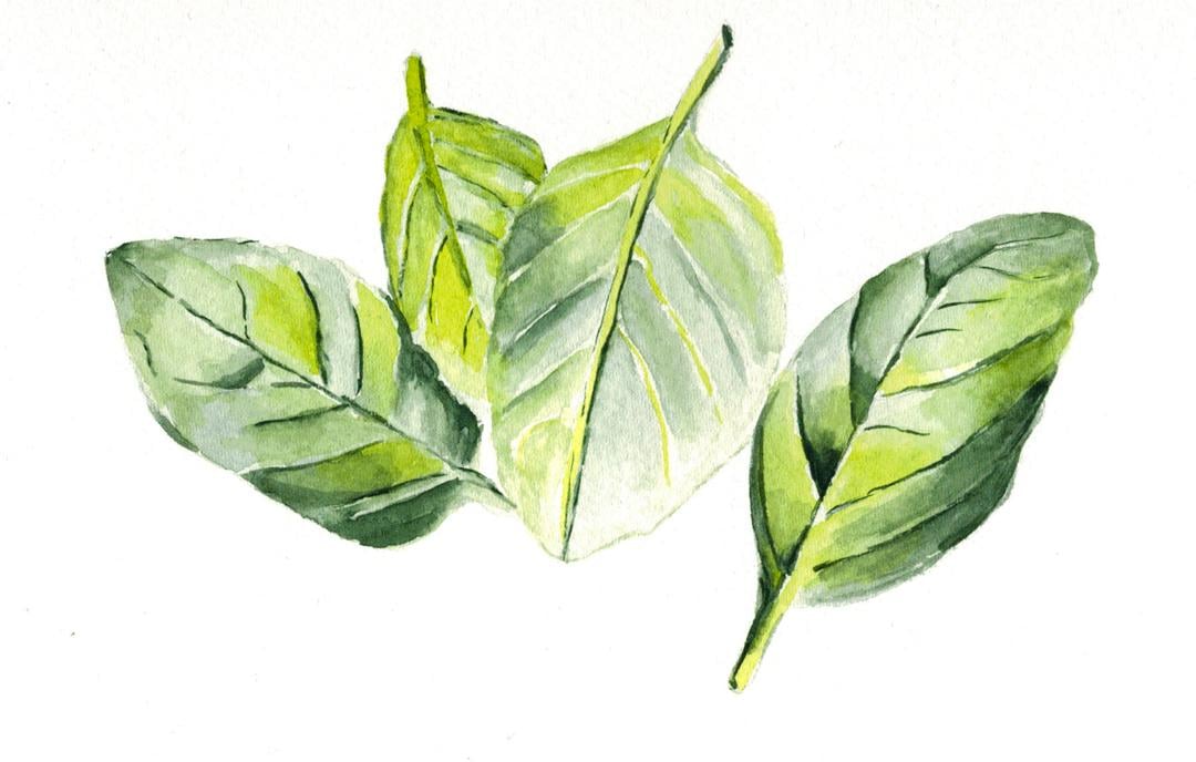 Watercolo Botanical Painting - image 1 - student project