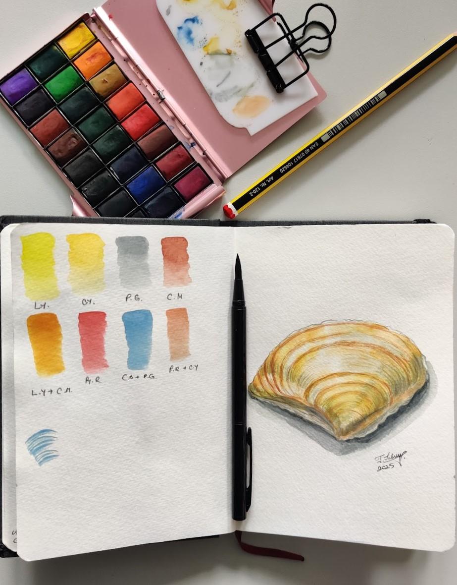 A shell - image 1 - student project