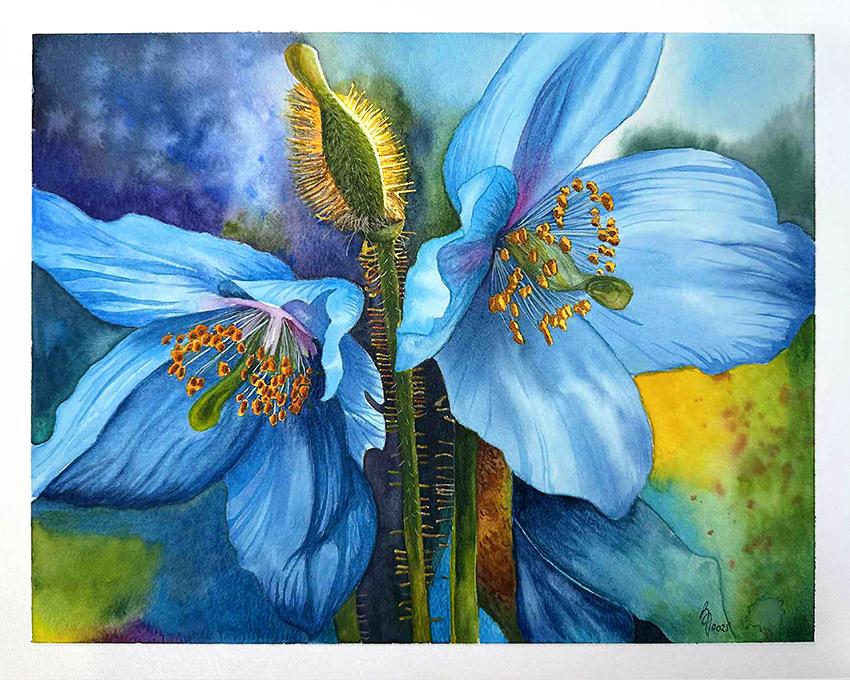 My blue poppies - image 1 - student project