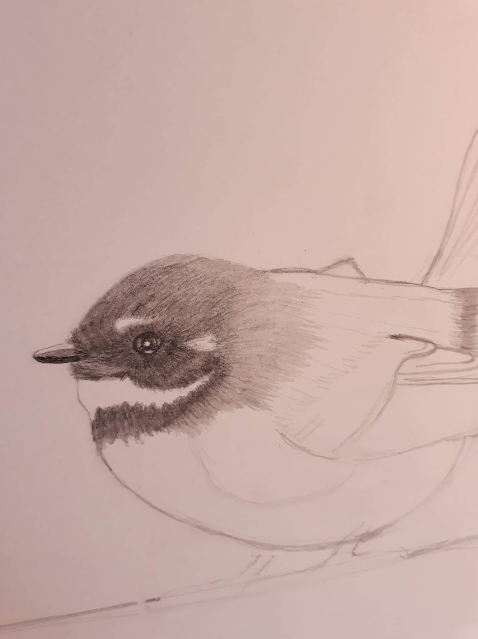 Fantail pencil drawing - image 1 - student project