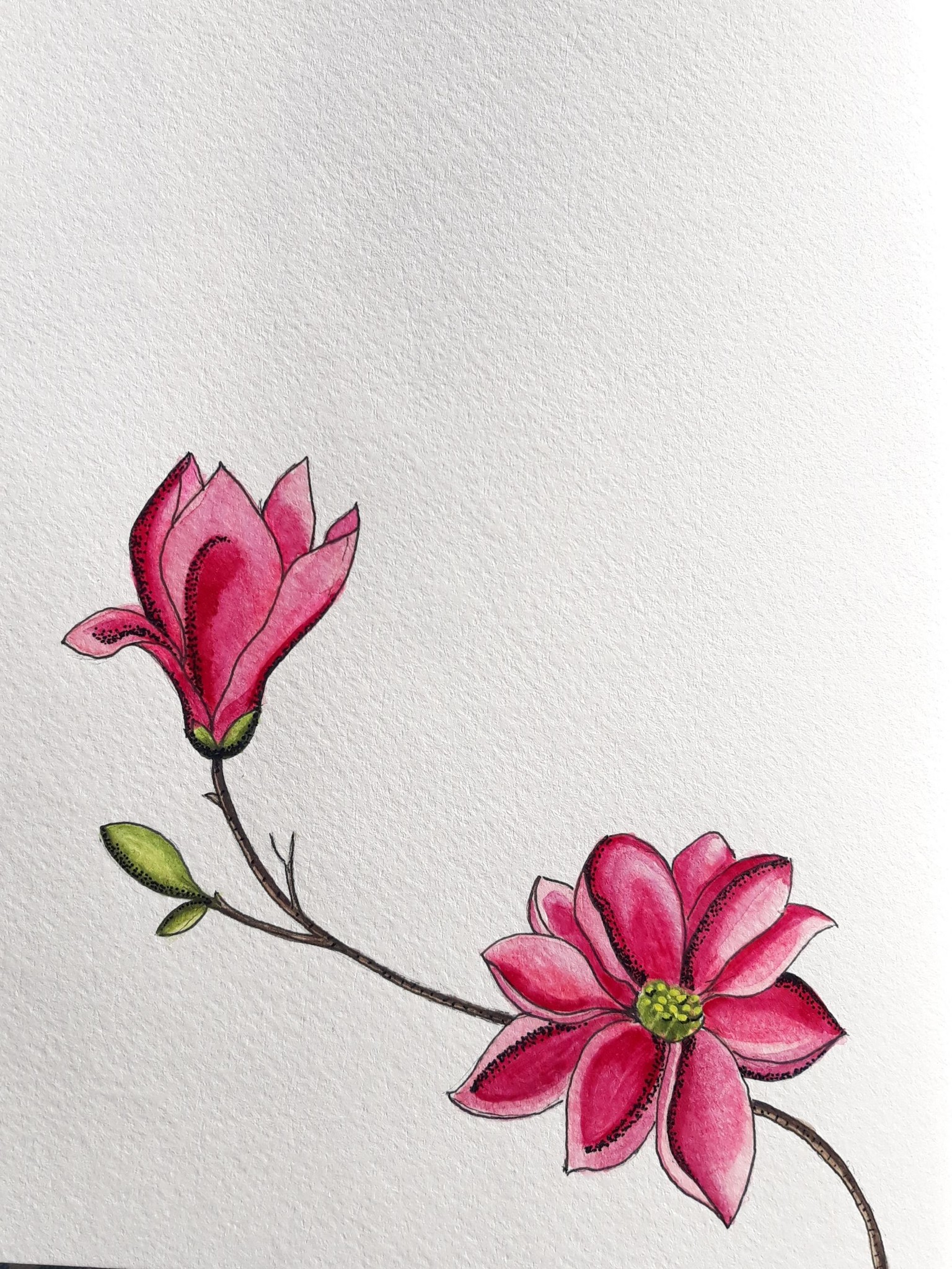 Magnolia with watercolour and inkpen - image 1 - student project
