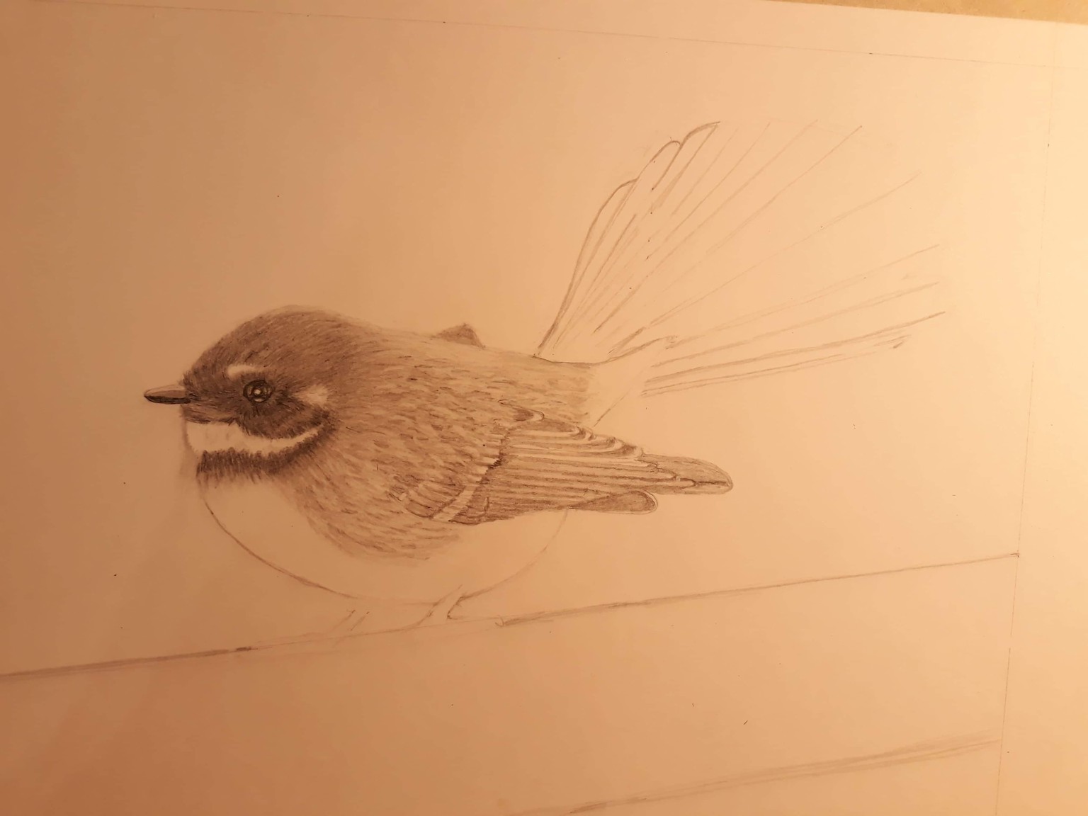 Fantail pencil drawing - image 2 - student project