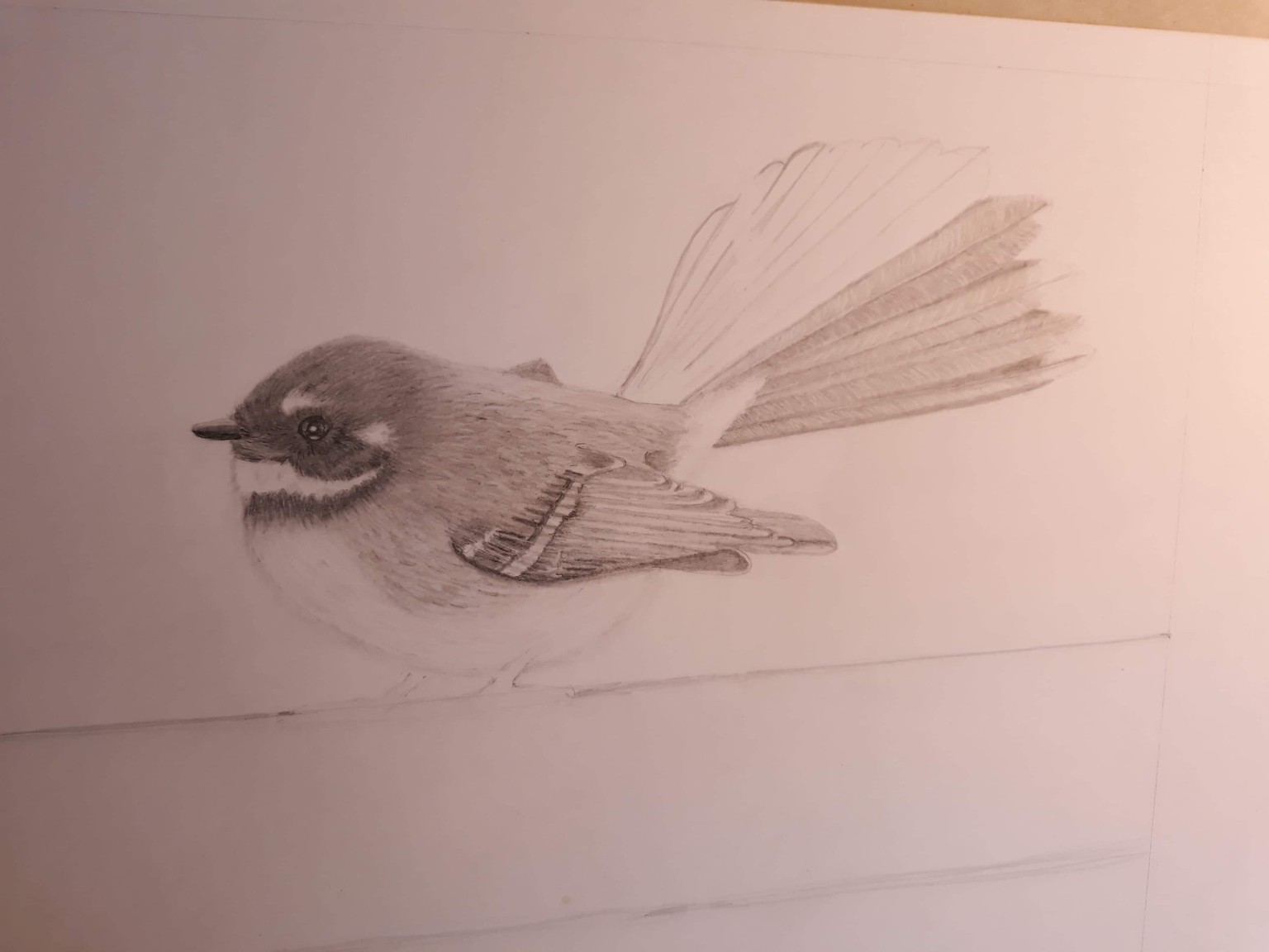 Fantail pencil drawing - image 3 - student project