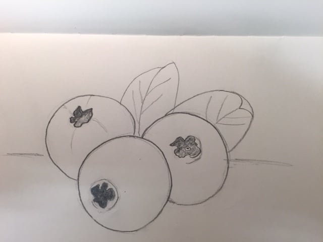Blueberries - image 3 - student project