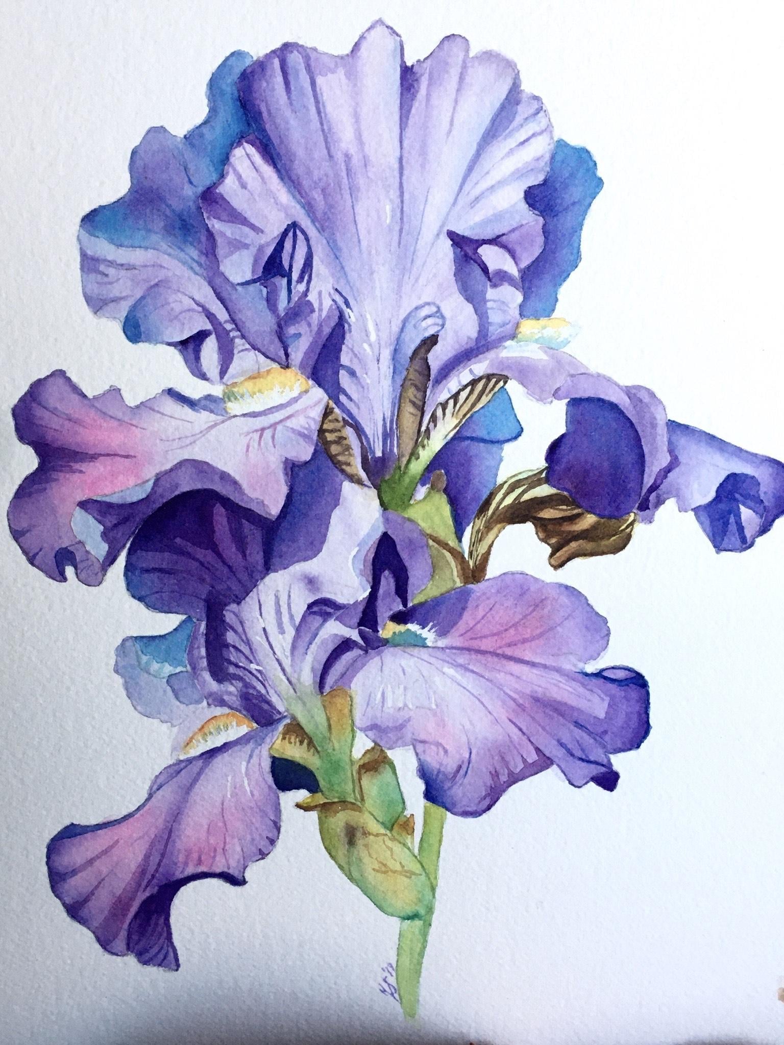 Iris - image 1 - student project