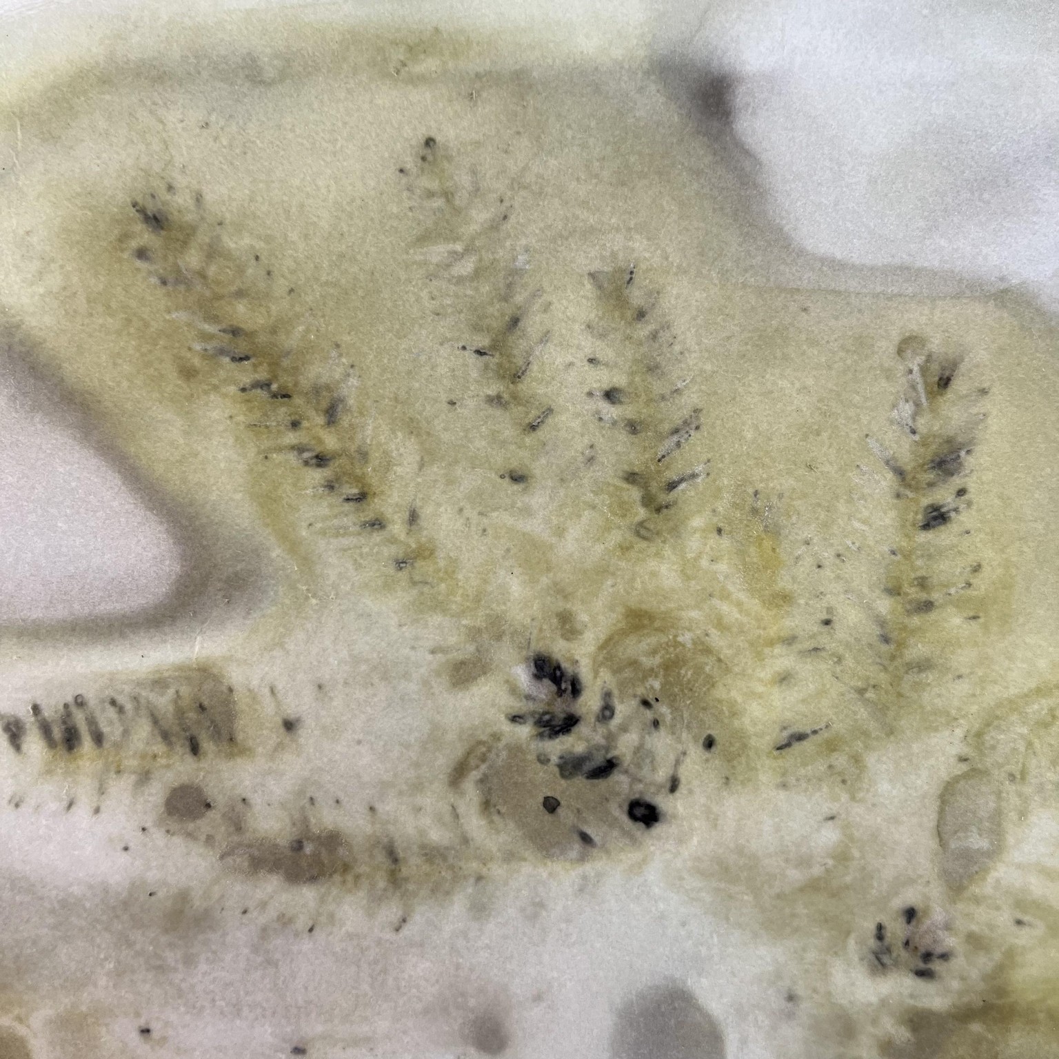 Eco-printing - image 6 - student project