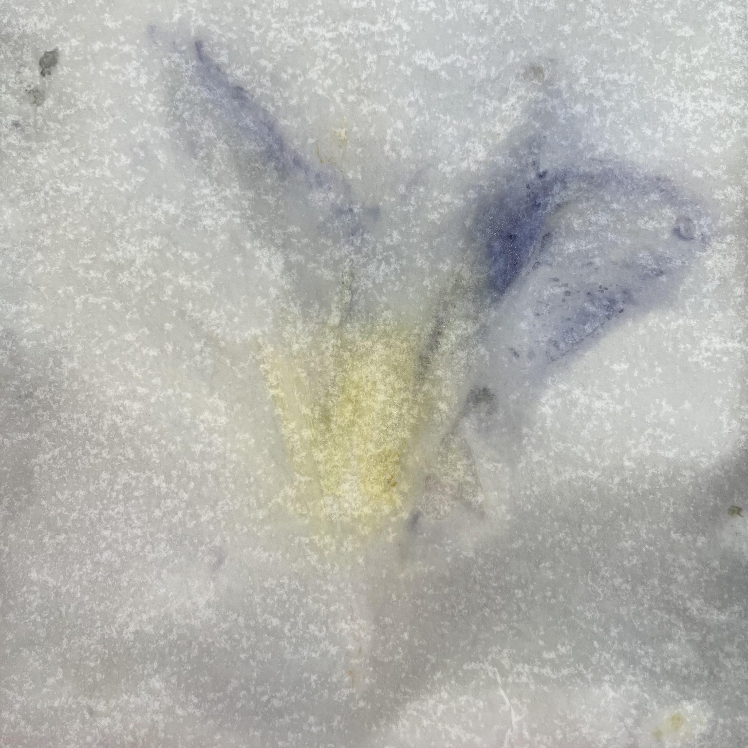 Eco-printing - image 3 - student project