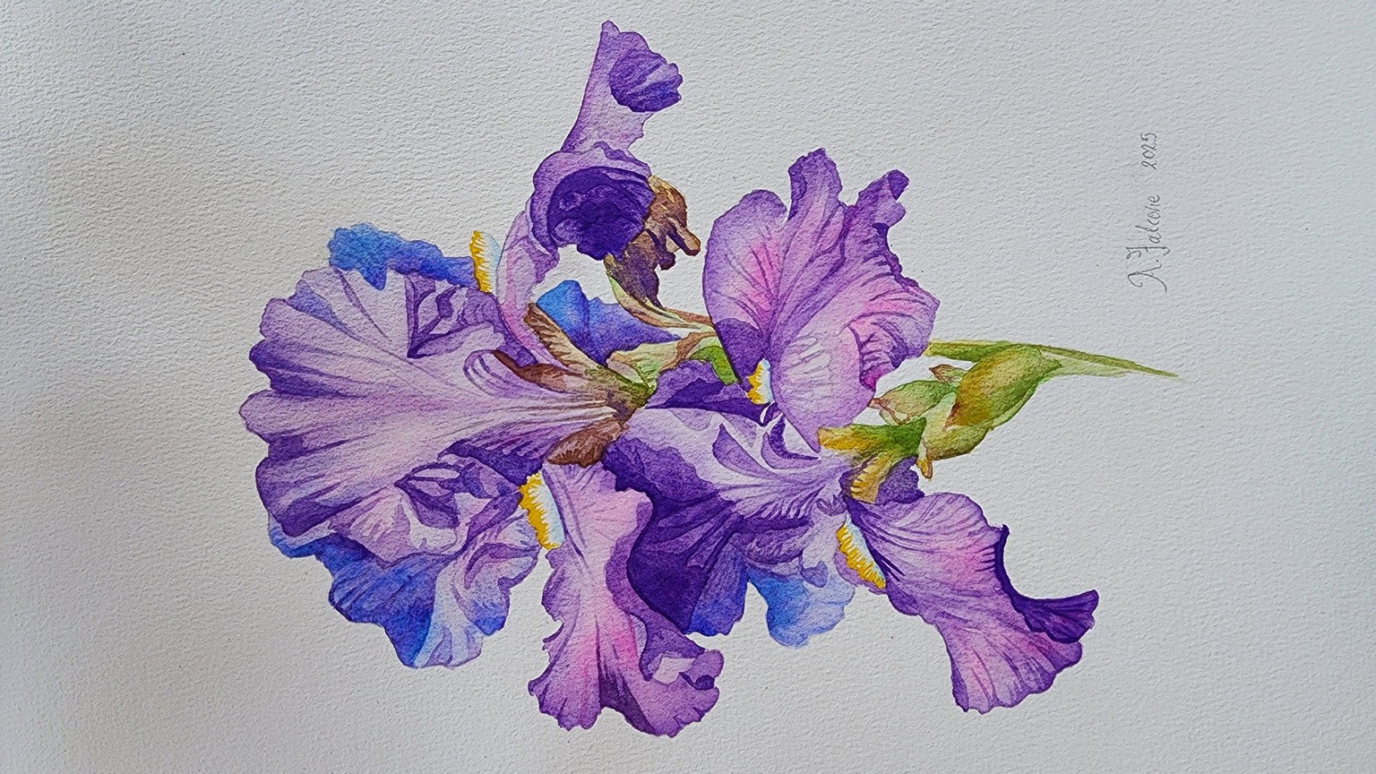 Iris - image 1 - student project