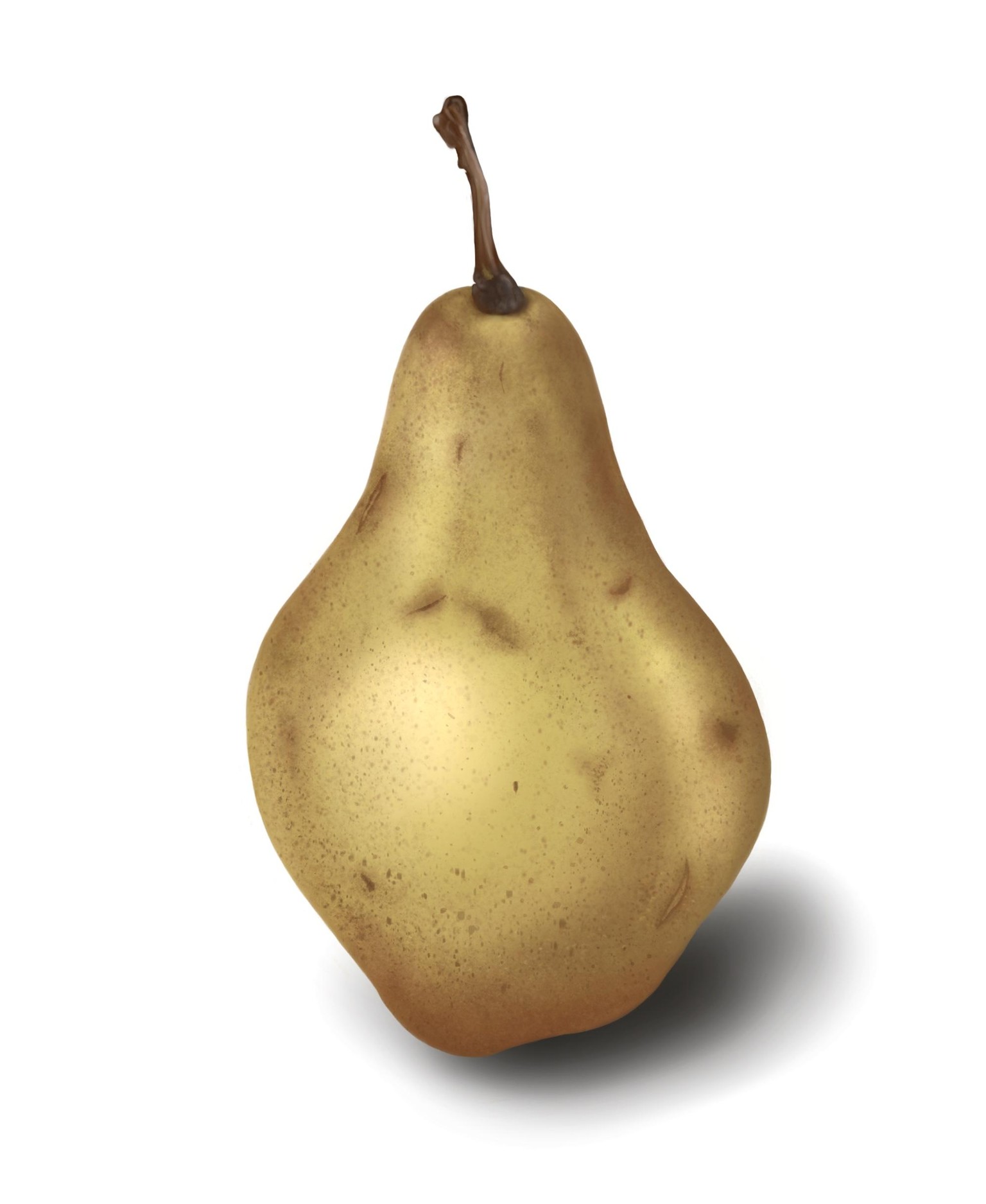 Fruit studies - image 1 - student project