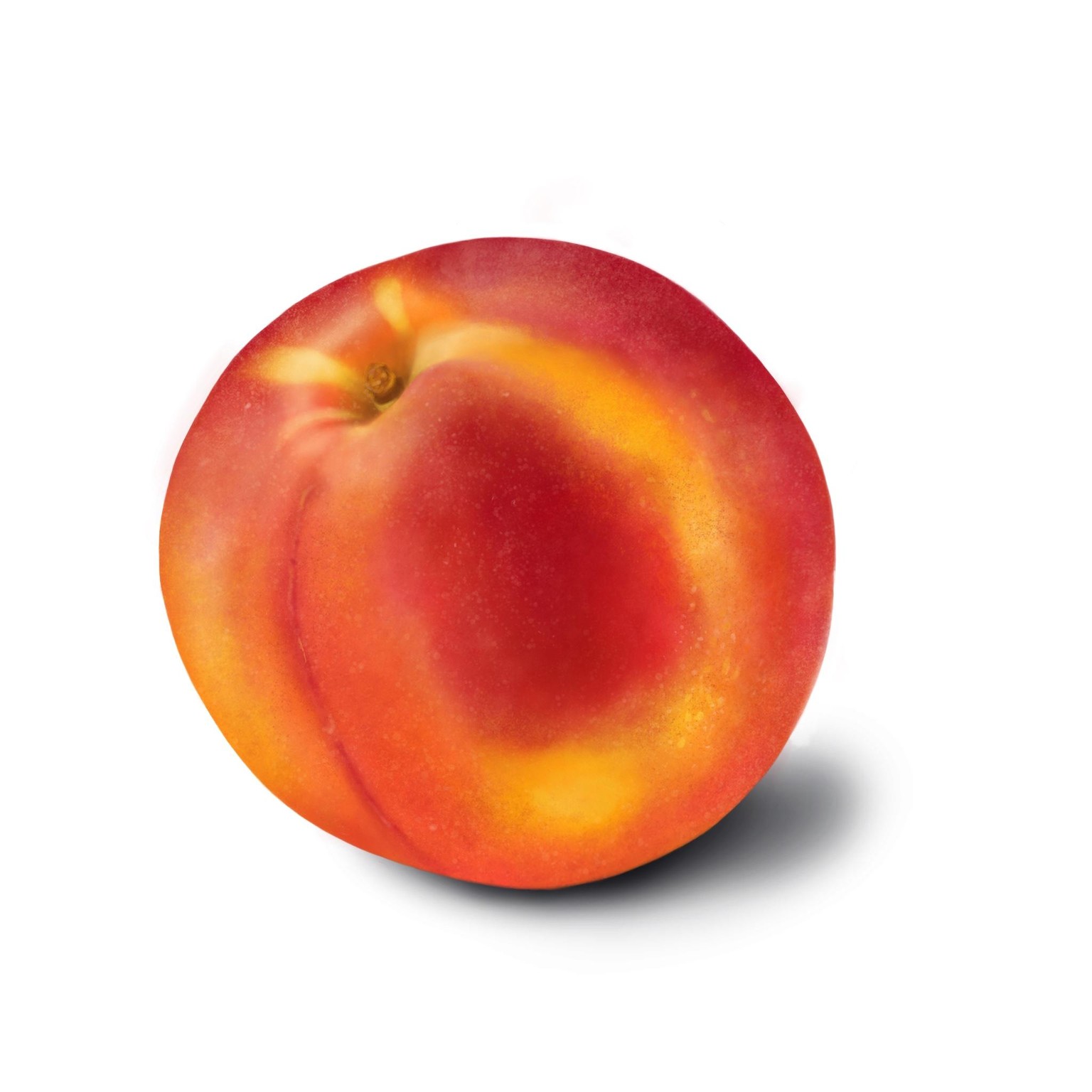 Fruit studies - image 3 - student project