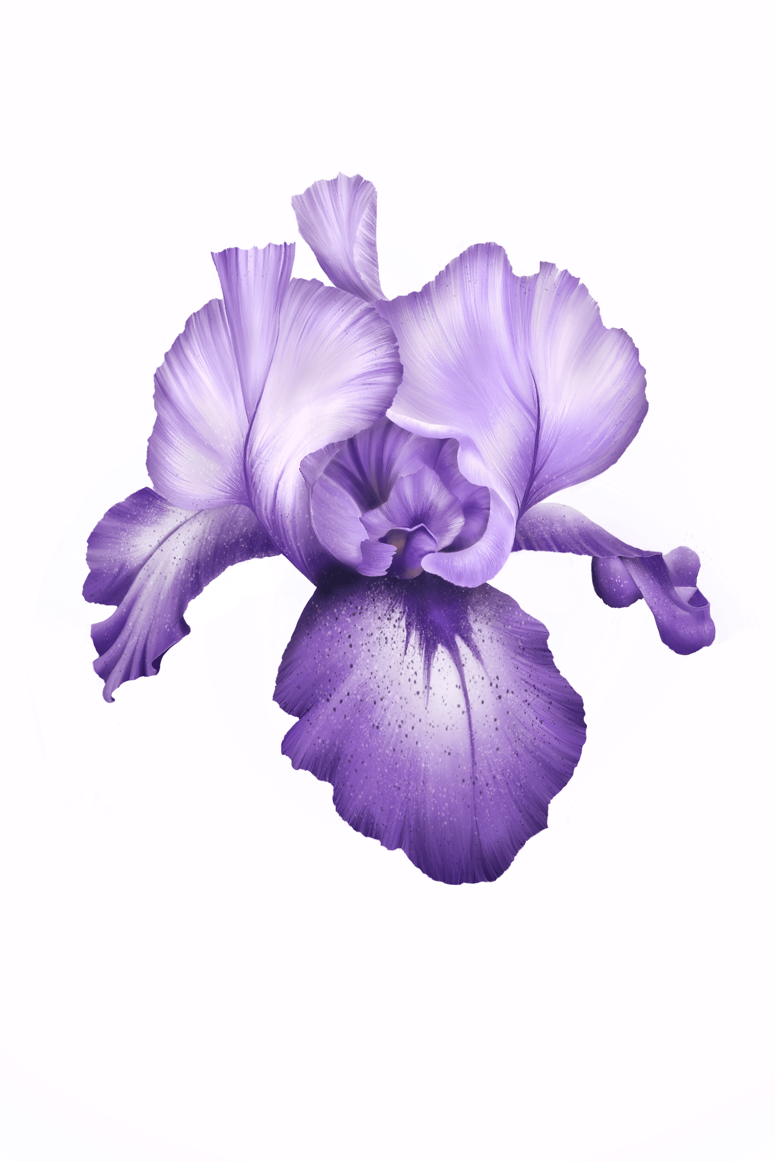 Iris study - image 1 - student project