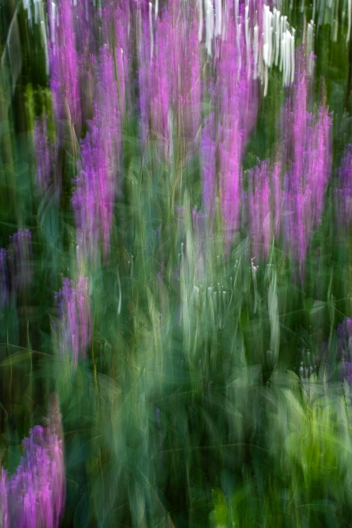 Intentional Camera Movement - image 3 - student project