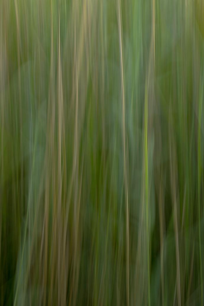 Intentional Camera Movement - image 1 - student project