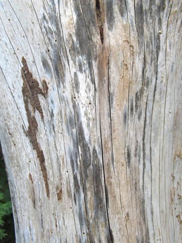 Texture Fun - image 3 - student project