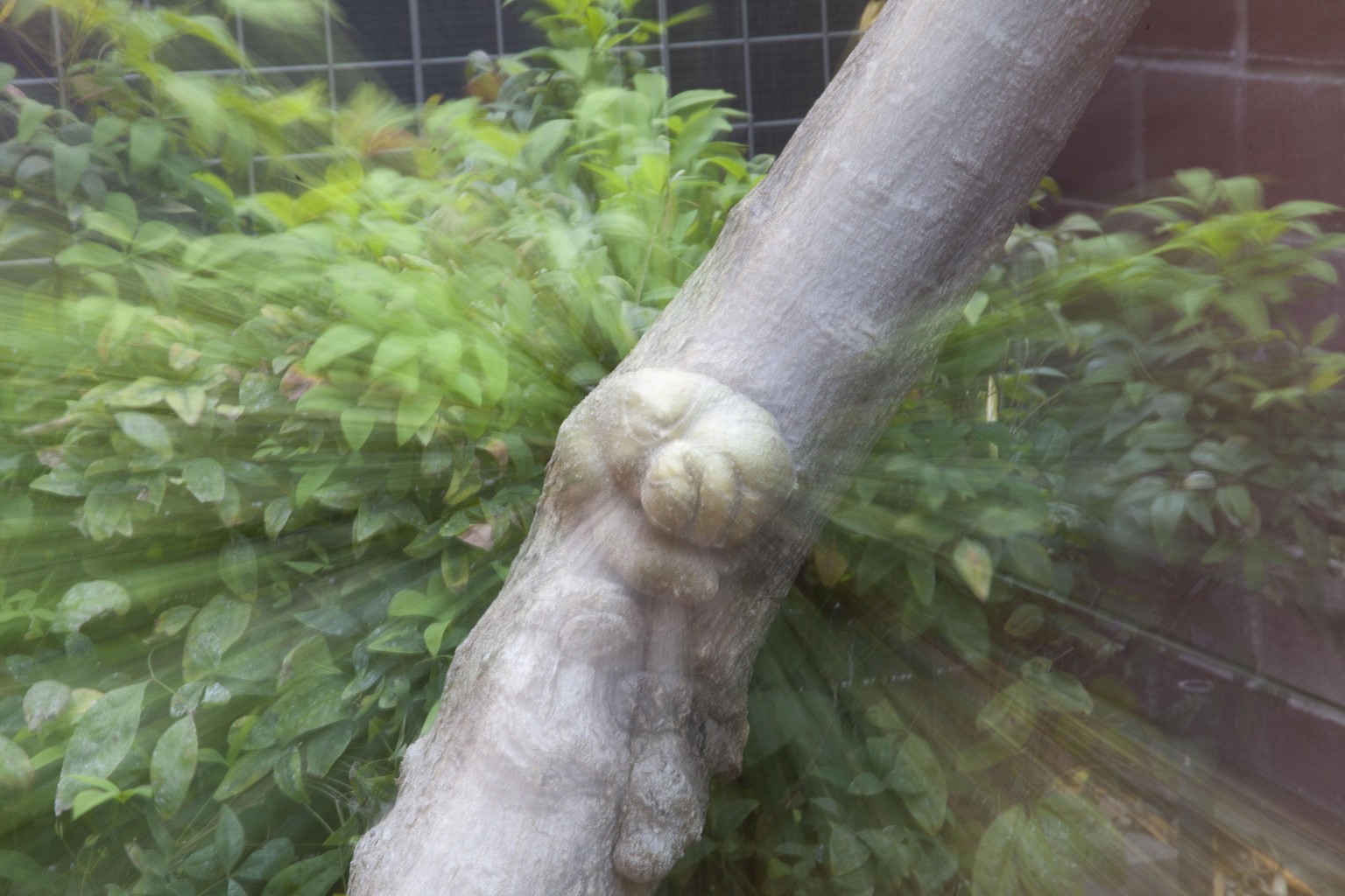 Zooming Tree! - image 1 - student project