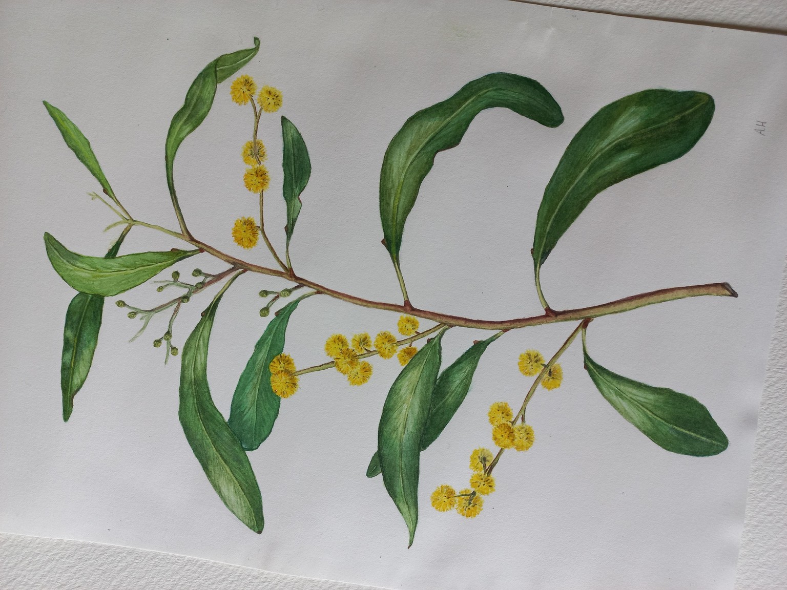 Golden wattle - image 1 - student project