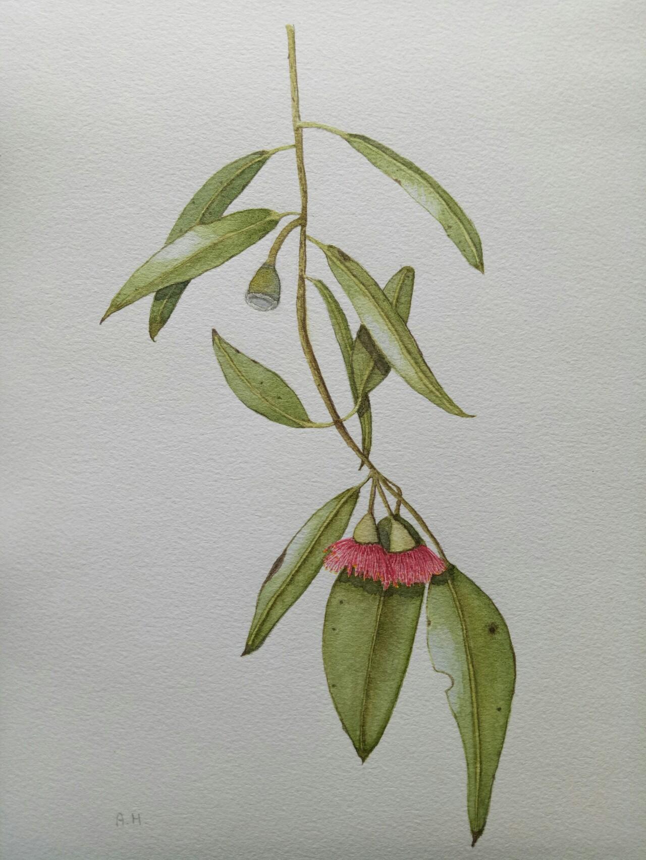 Eucalyptus leaves - image 1 - student project