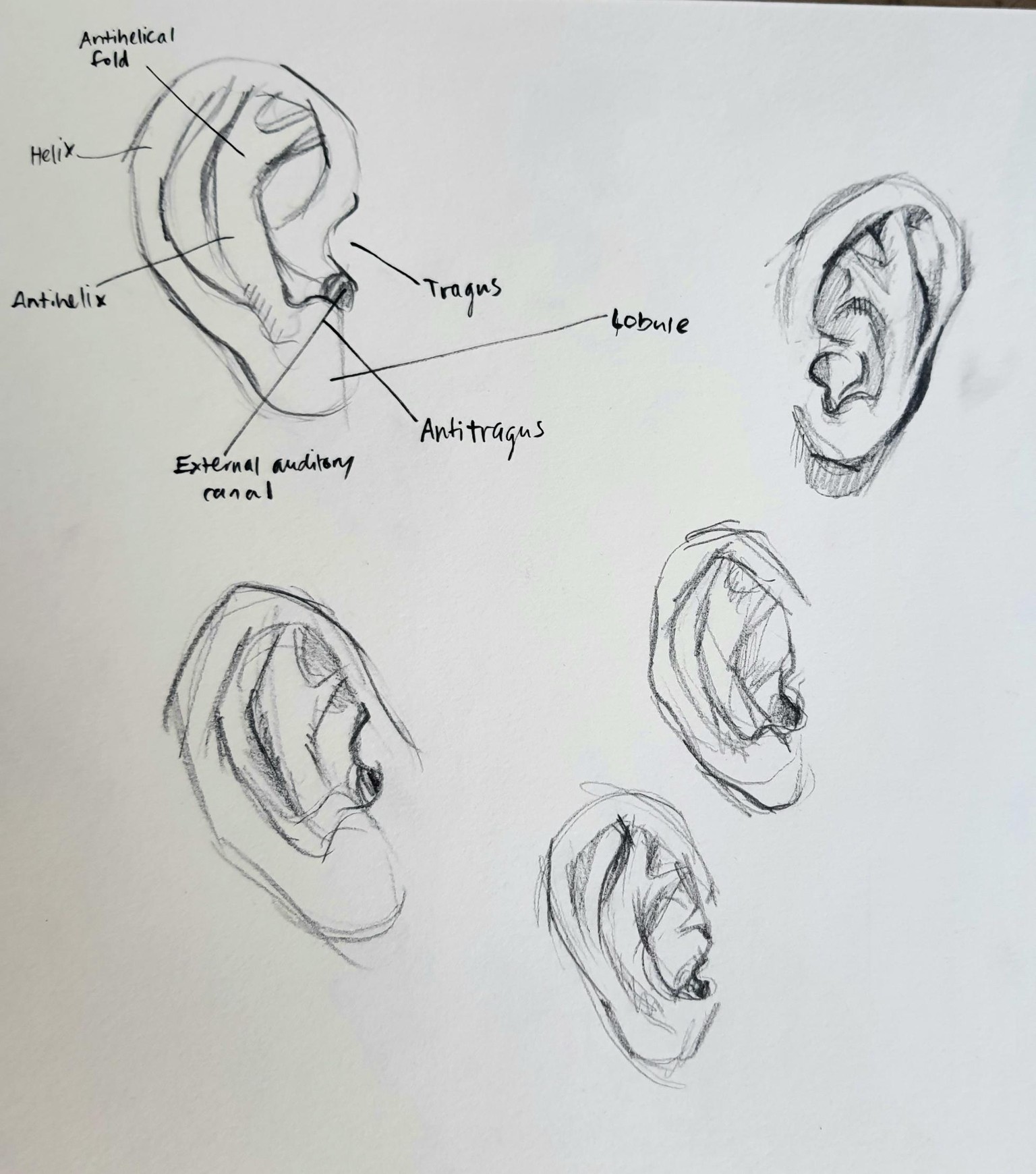 Drawing Ears: Human and Humanoid - image 1 - student project