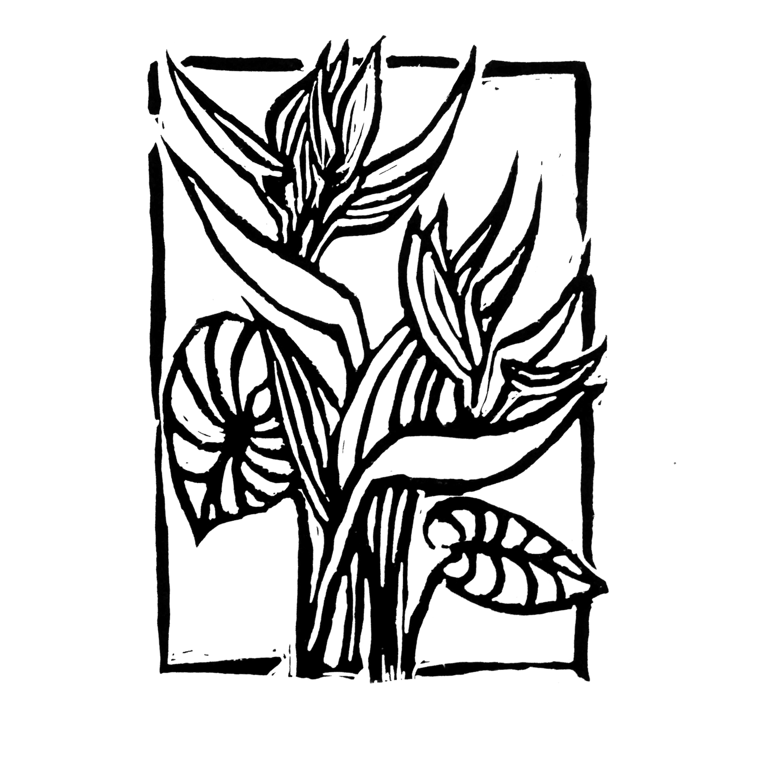 Bird of Paradise - image 2 - student project