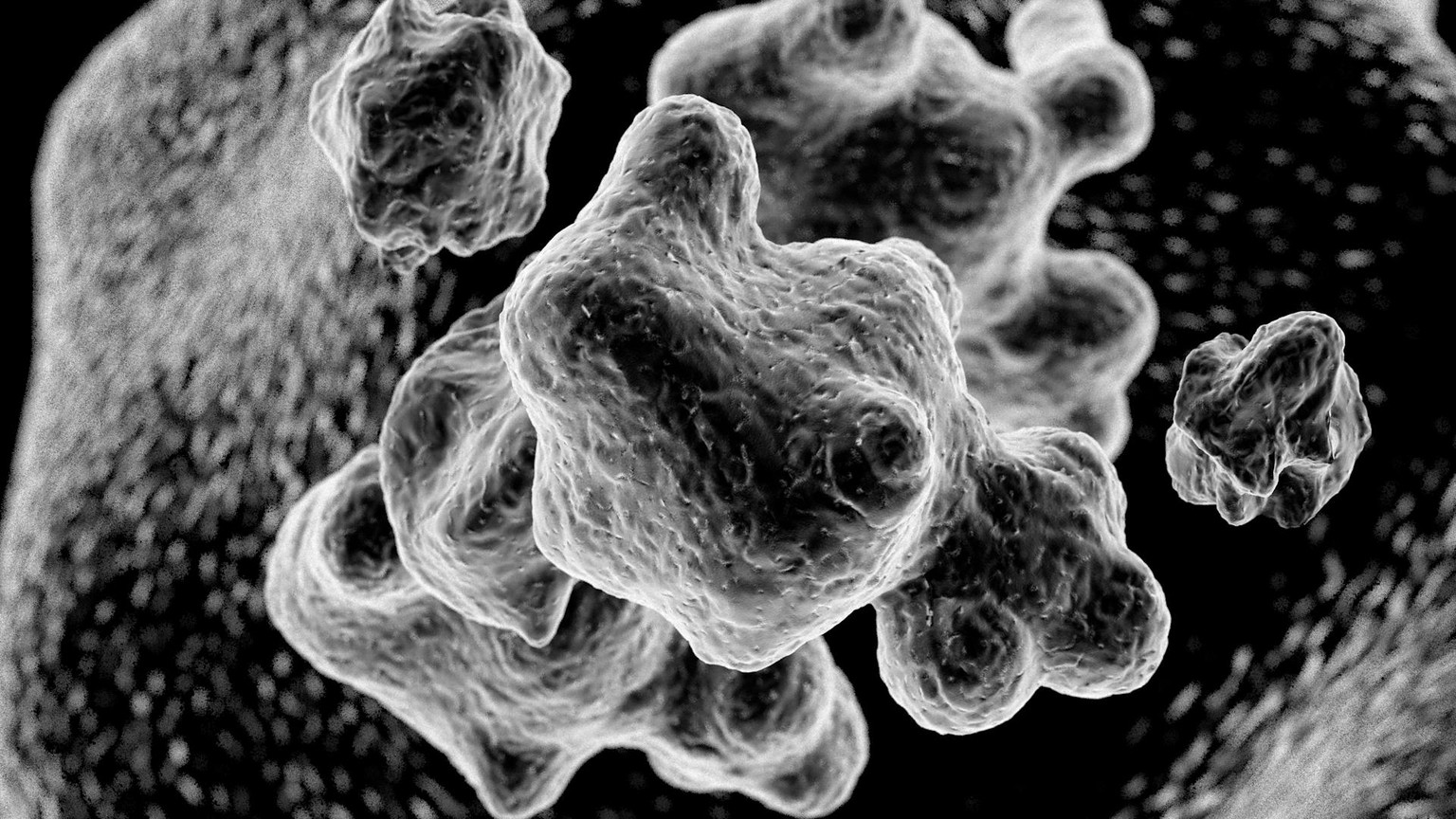 Micrograph-Styled Imagery - Inspired by Nature - image 2 - student project