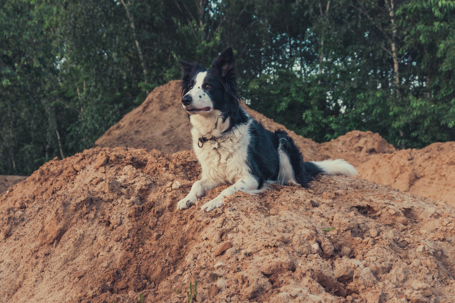 Dog photo edit - image 1 - student project