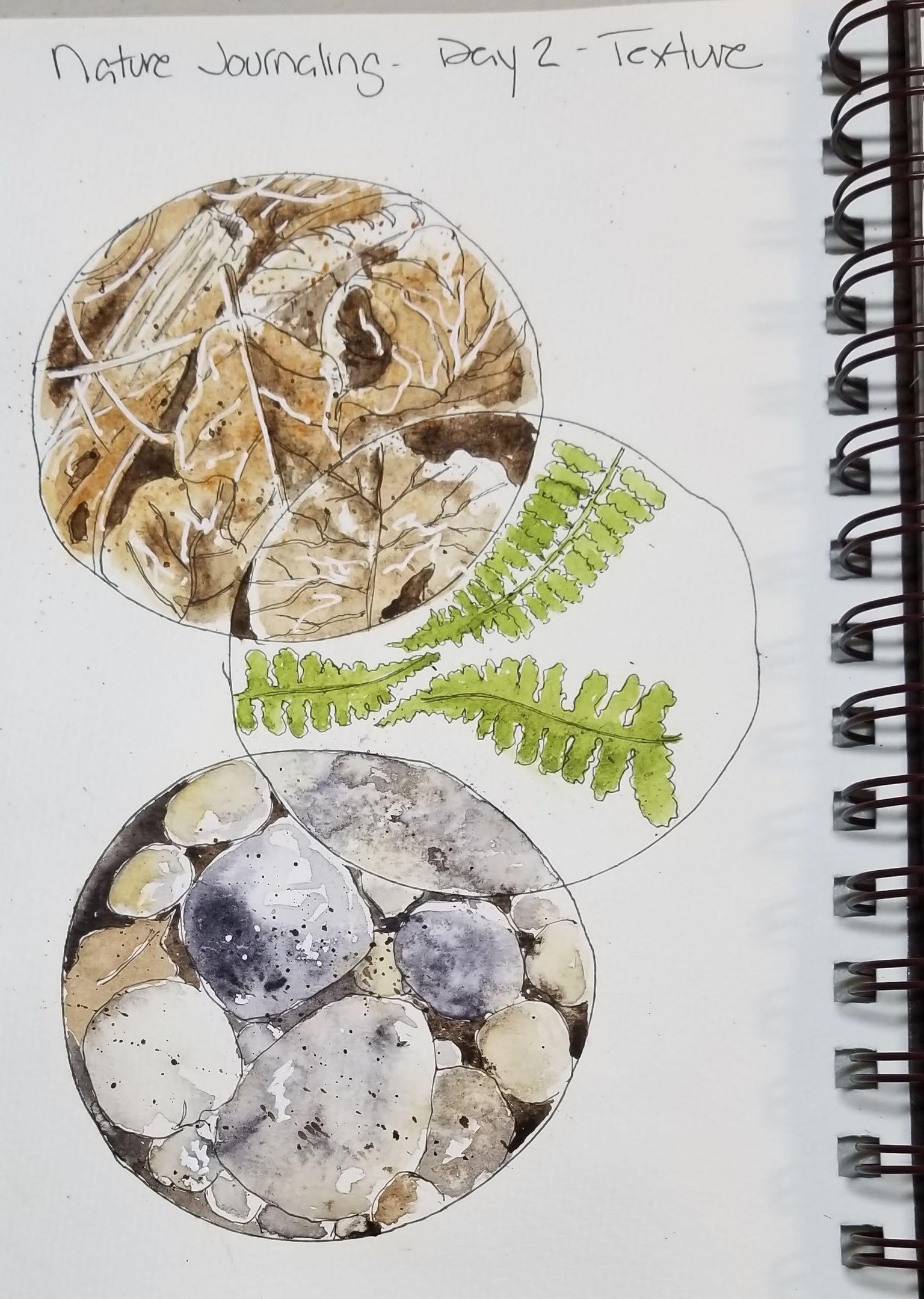 Nature Journaling Highlights - image 1 - student project