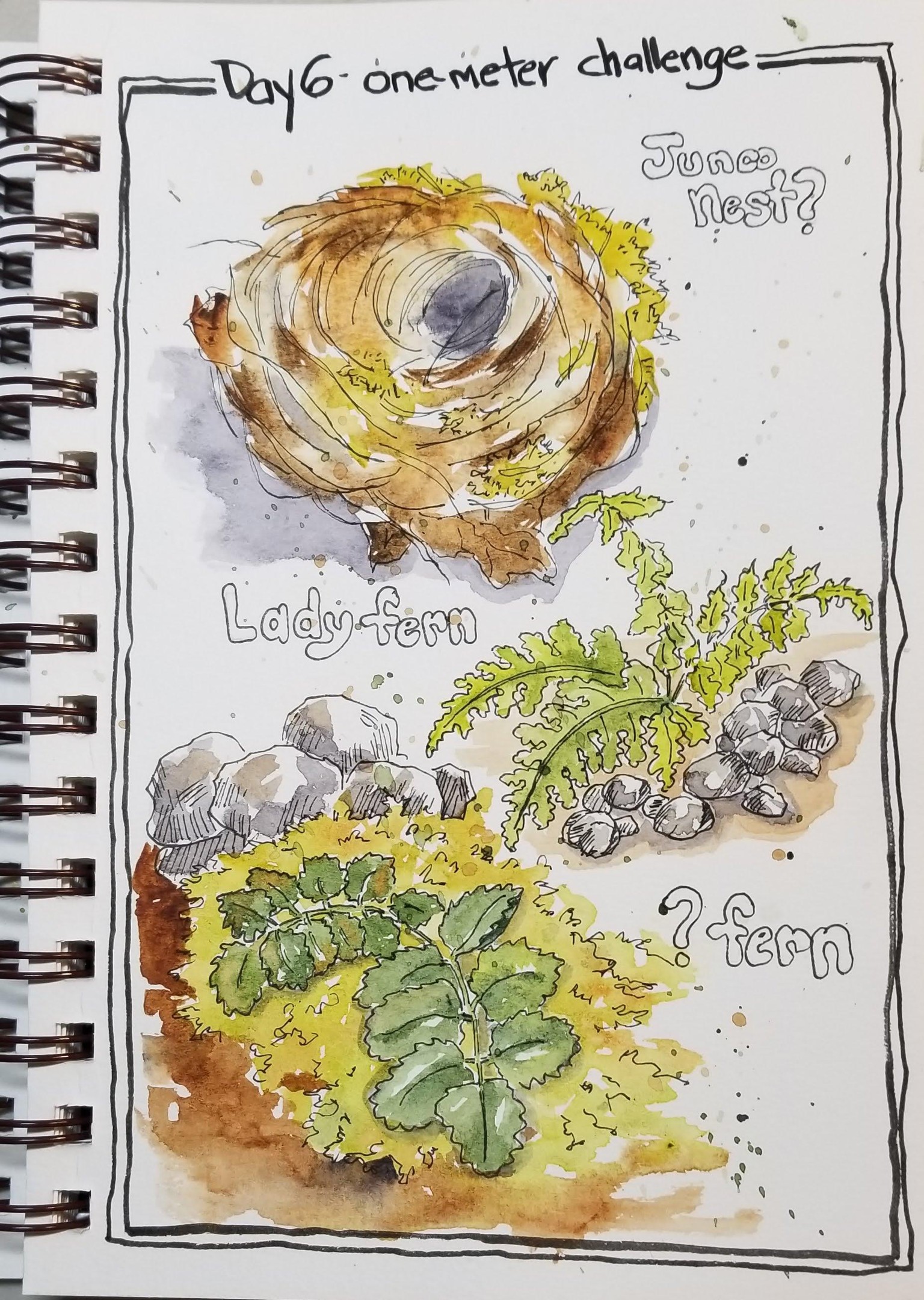 Nature Journaling Highlights - image 4 - student project