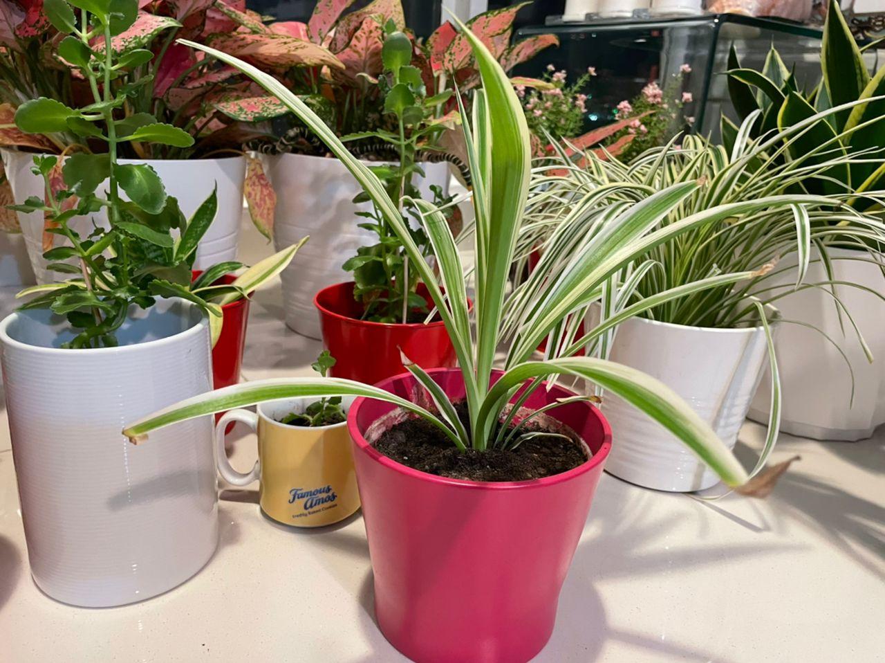 Indoor potted plants - image 1 - student project