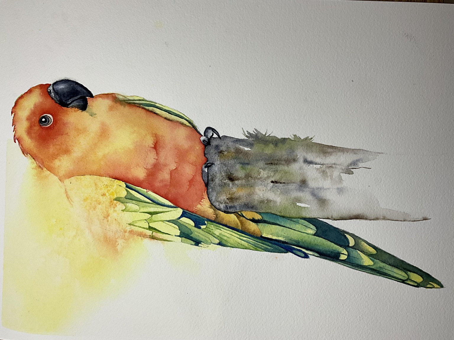 Sun conure - image 1 - student project