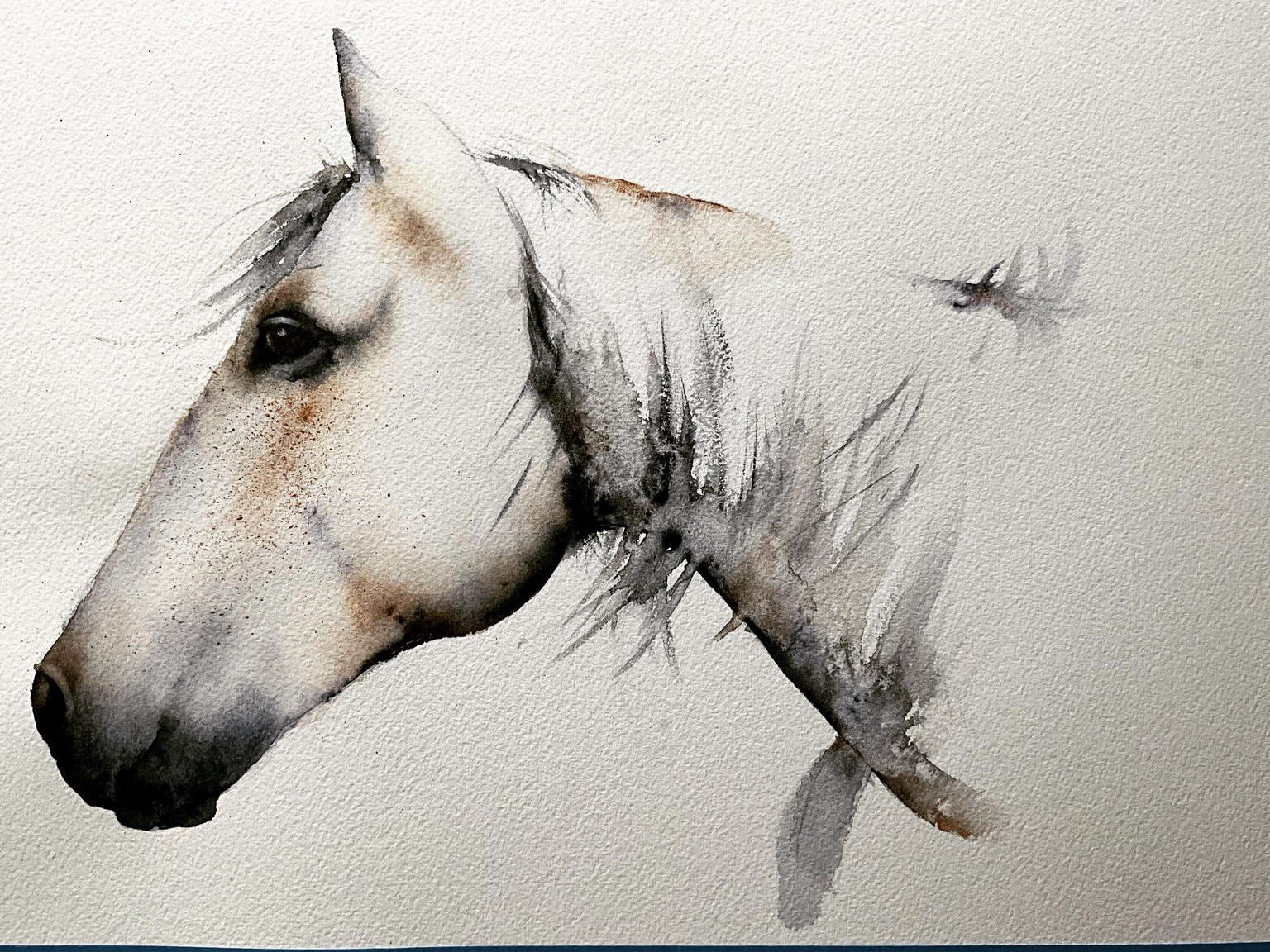 Jane Davies horse - image 1 - student project