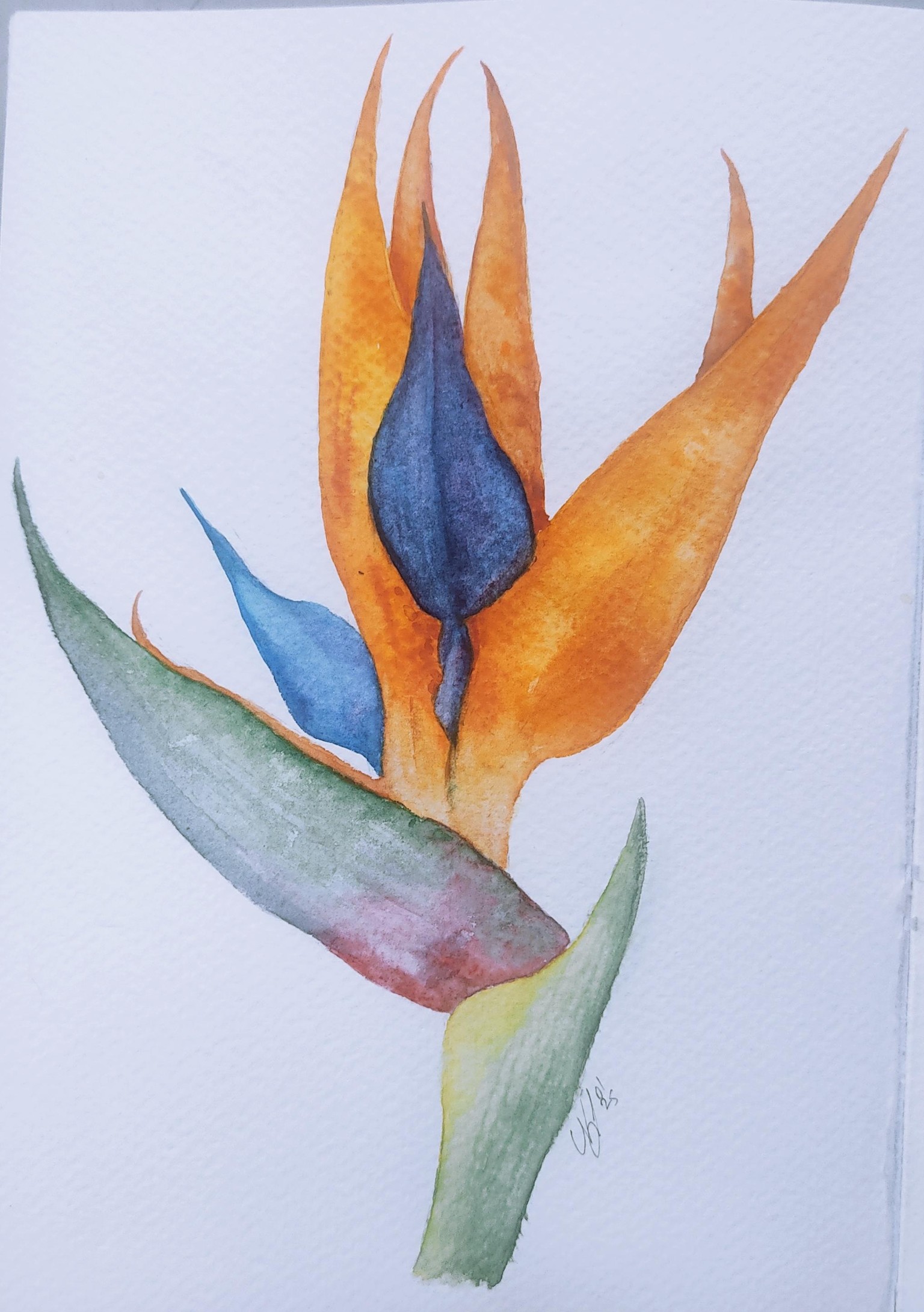 Bird of paradise - image 1 - student project