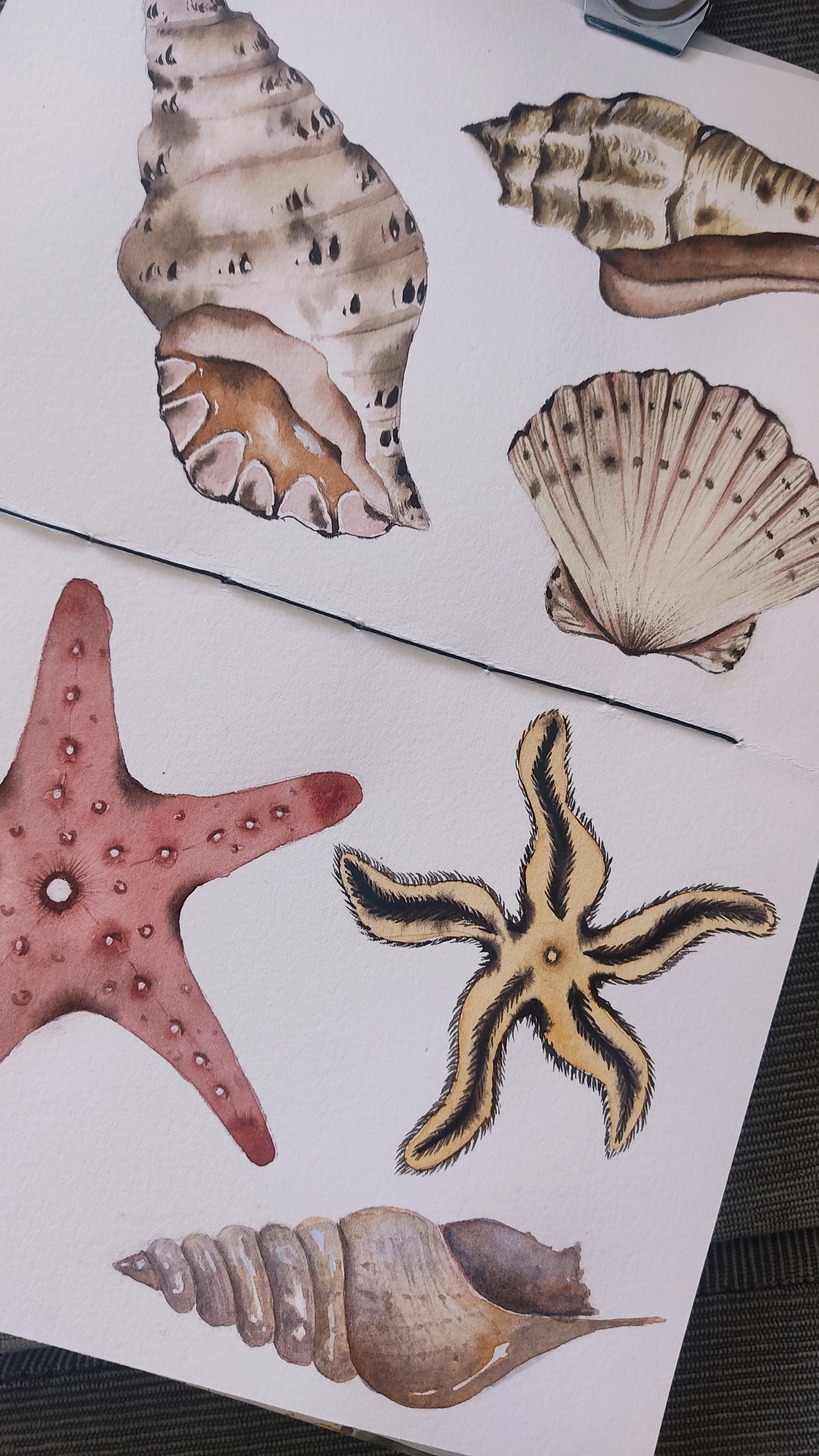 Easy seashell - image 2 - student project