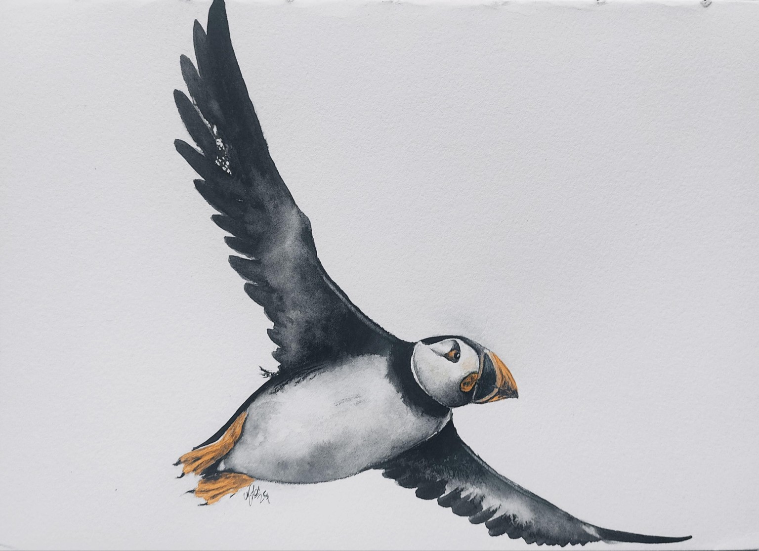 Flying puffin watercolor - image 1 - student project