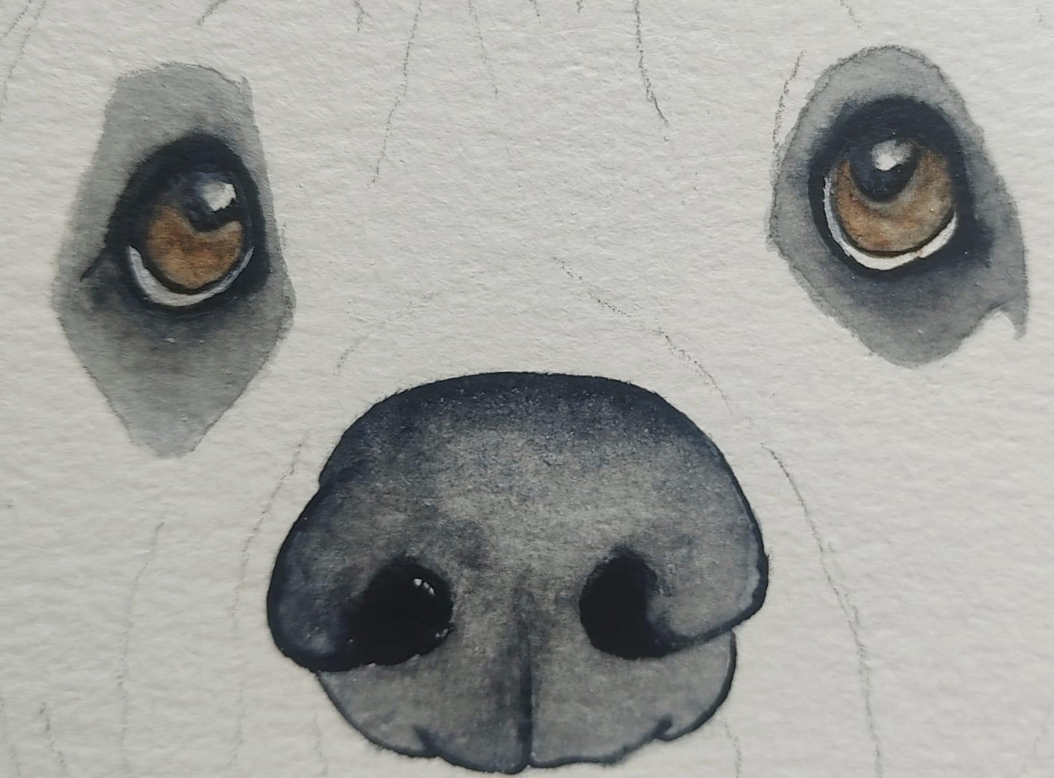 Basset Eyes - image 1 - student project