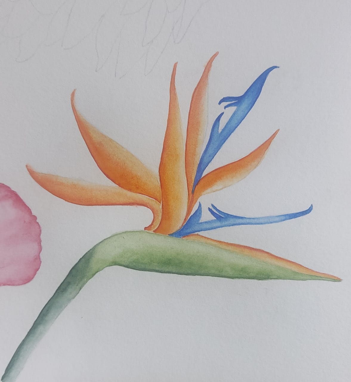 Tropical Plants and Flowers - image 6 - student project