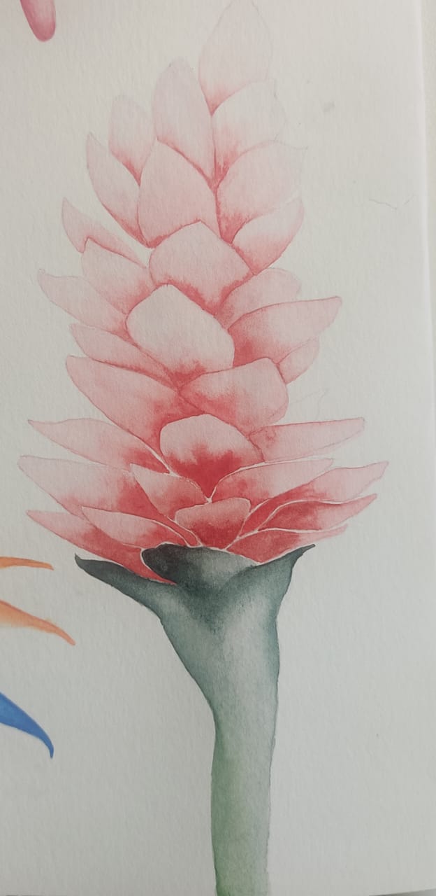 Tropical Plants and Flowers - image 3 - student project