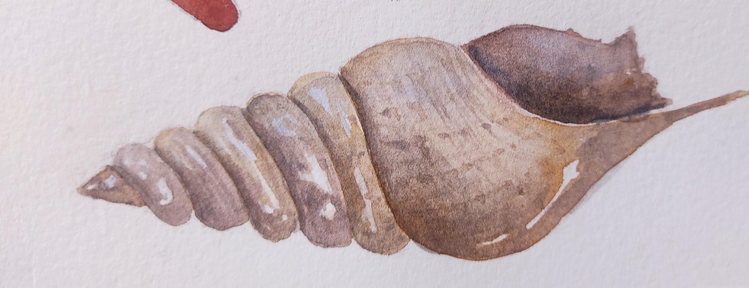 Easy seashell - image 1 - student project