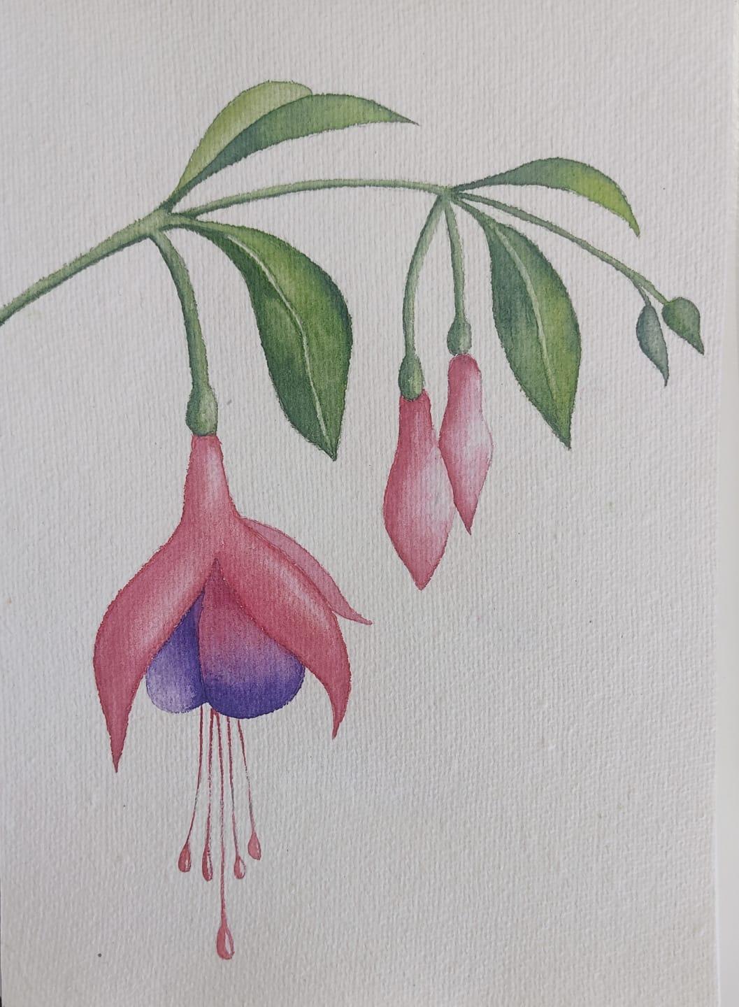 Aljaba Fucsia - image 1 - student project