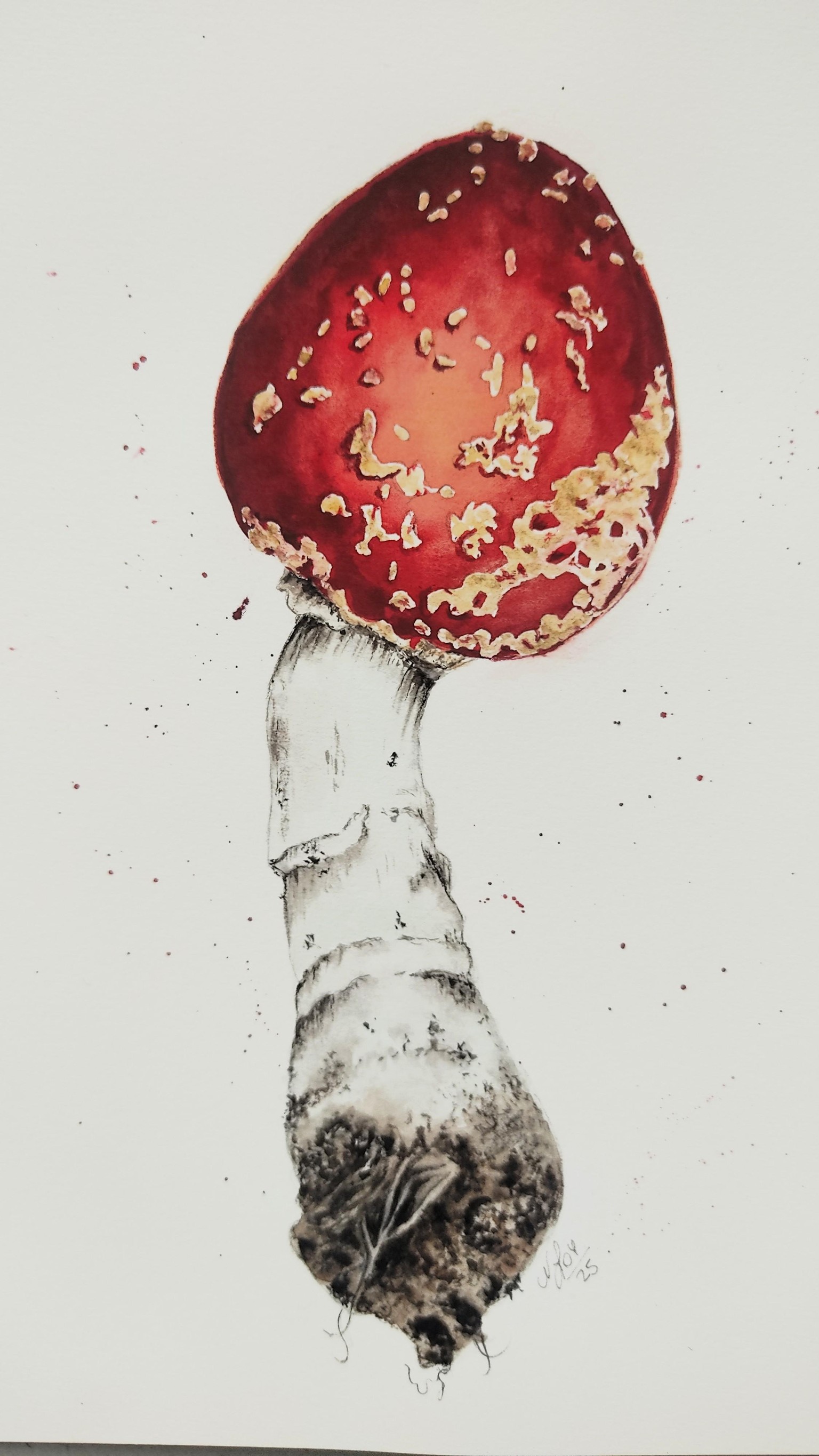 Fly Agaric Mushroom - image 2 - student project