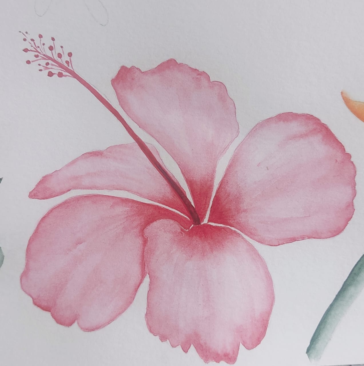 Tropical Plants and Flowers - image 5 - student project